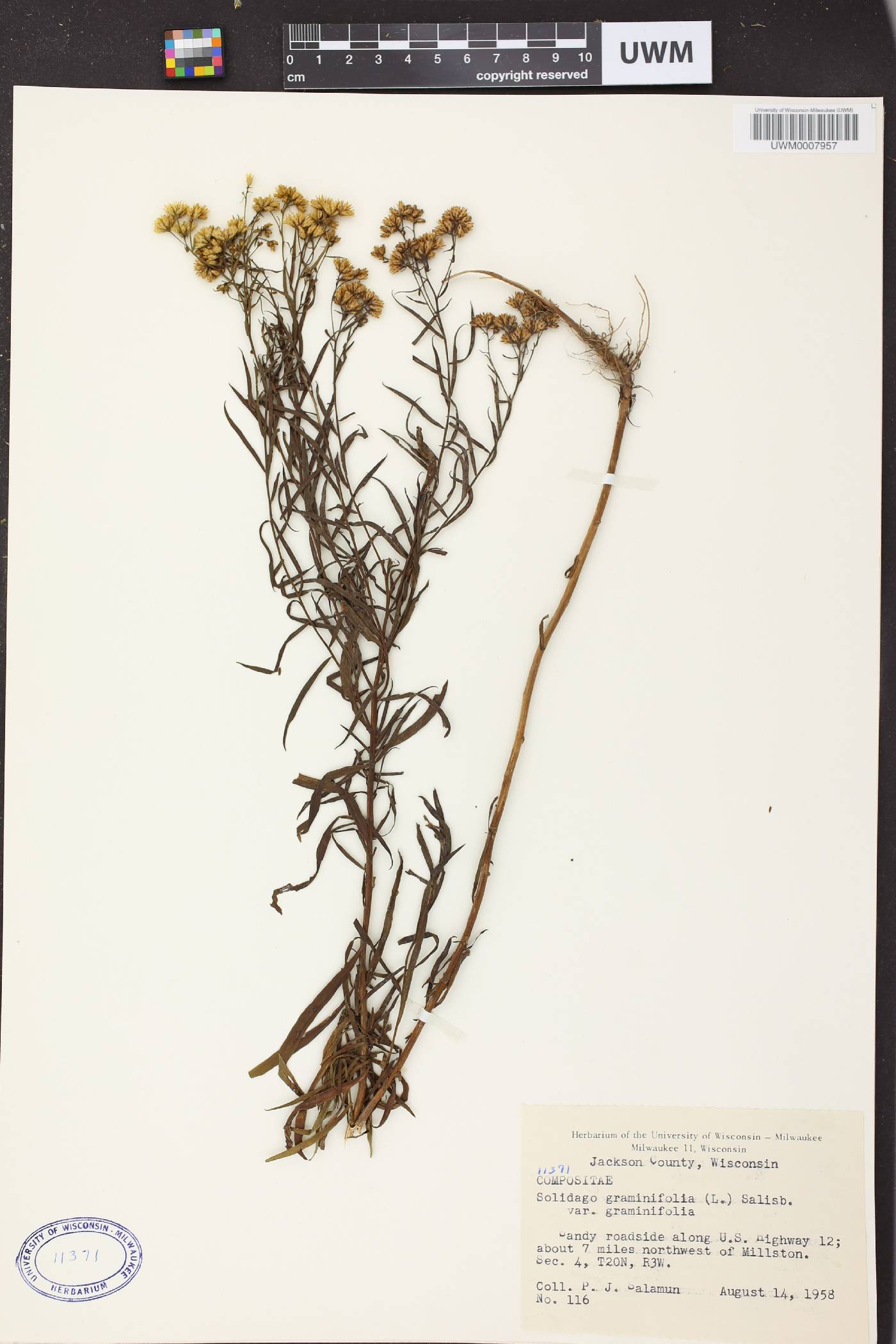 Euthamia graminifolia image