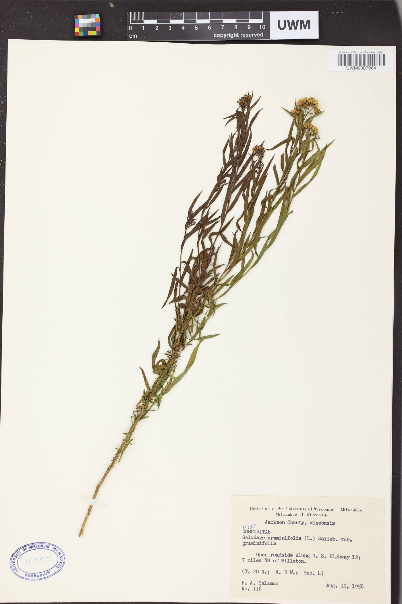 Euthamia graminifolia image