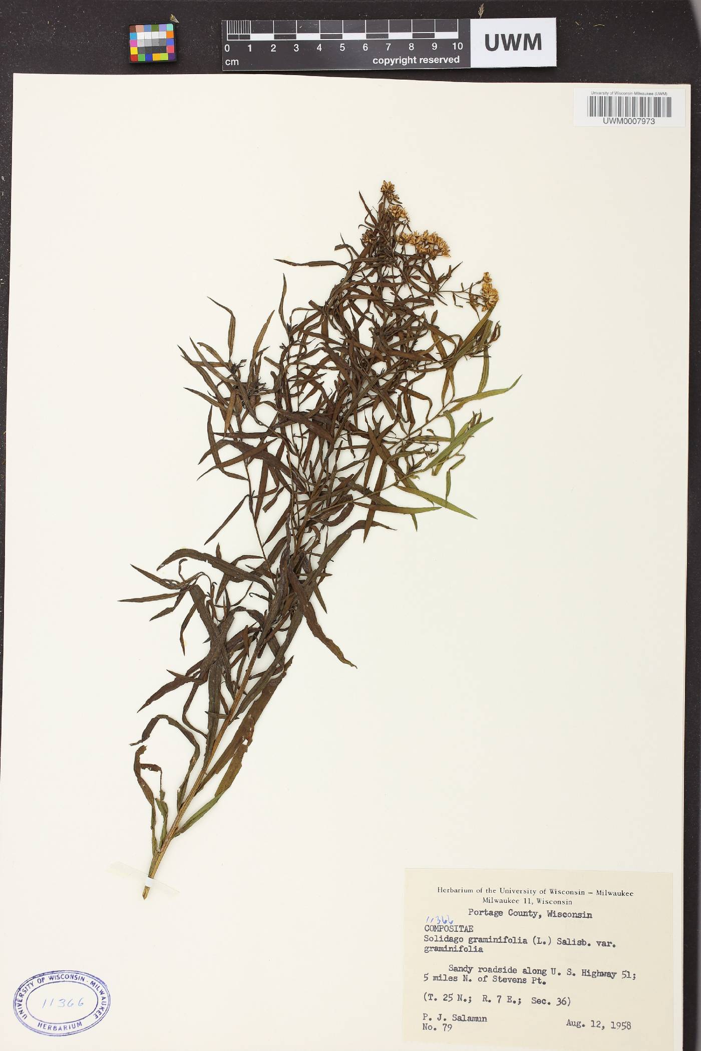 Euthamia graminifolia image
