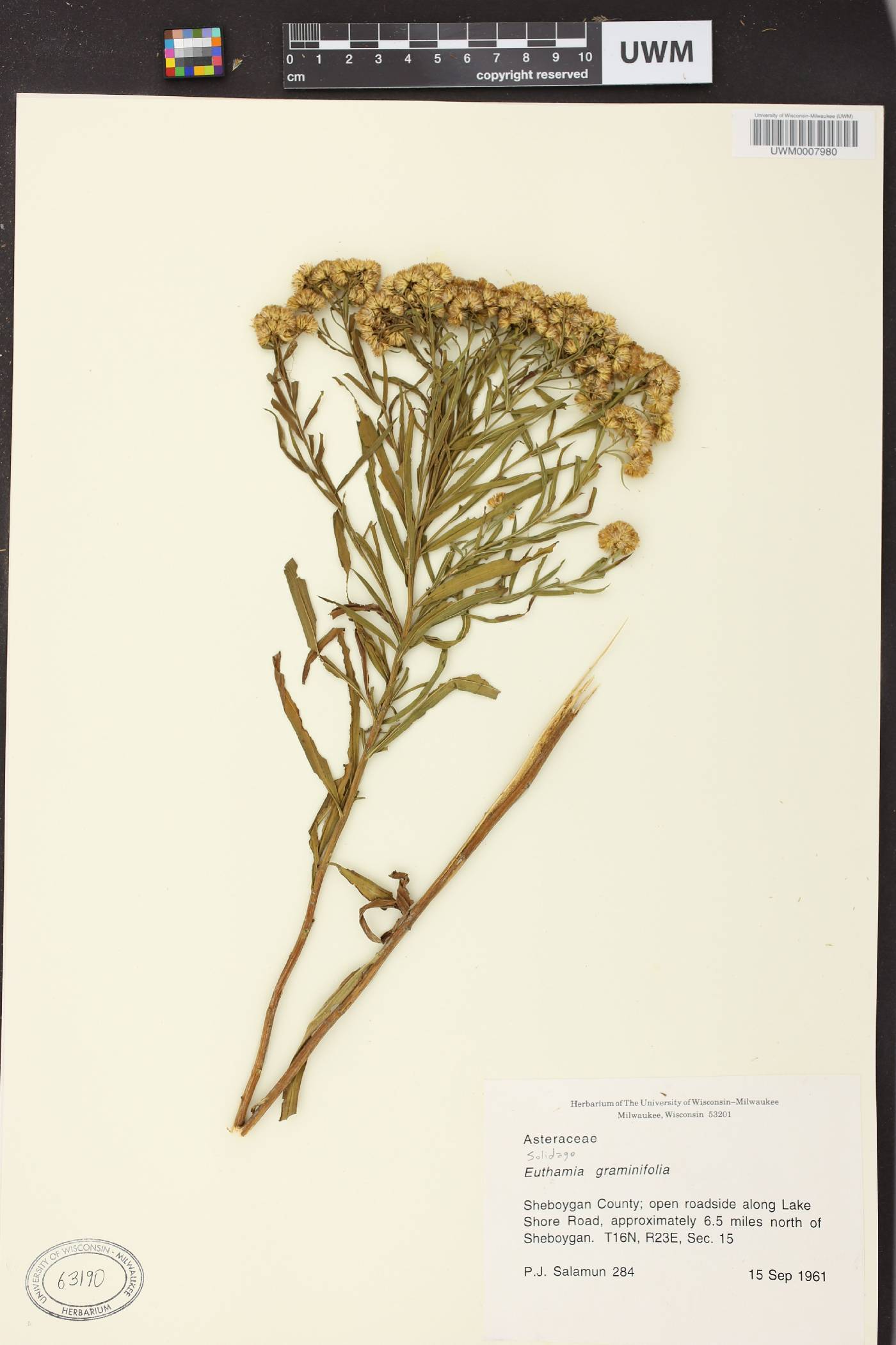 Euthamia graminifolia image