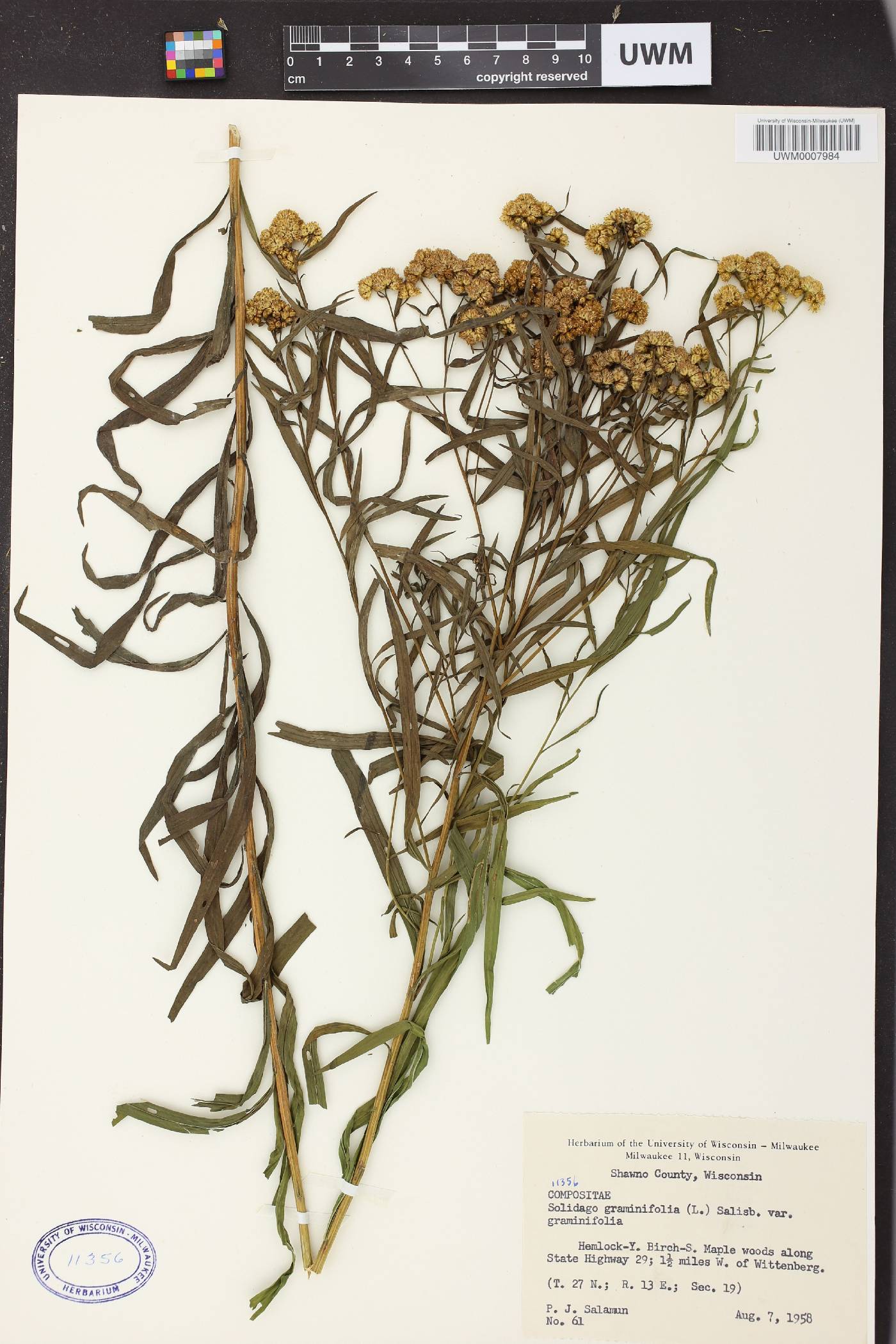 Euthamia graminifolia image