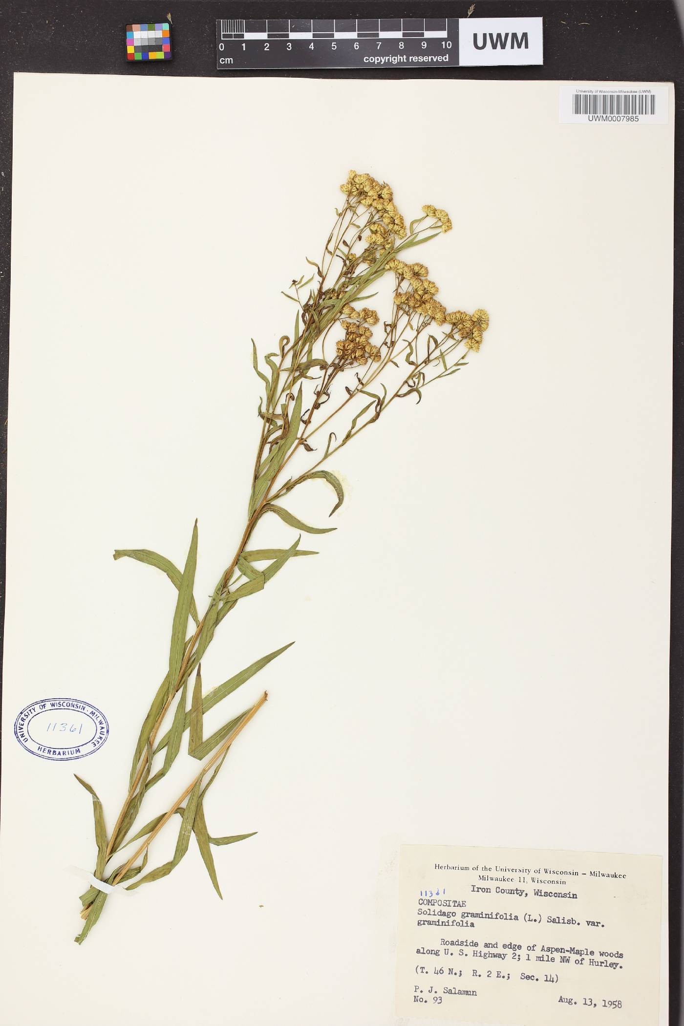 Euthamia graminifolia image