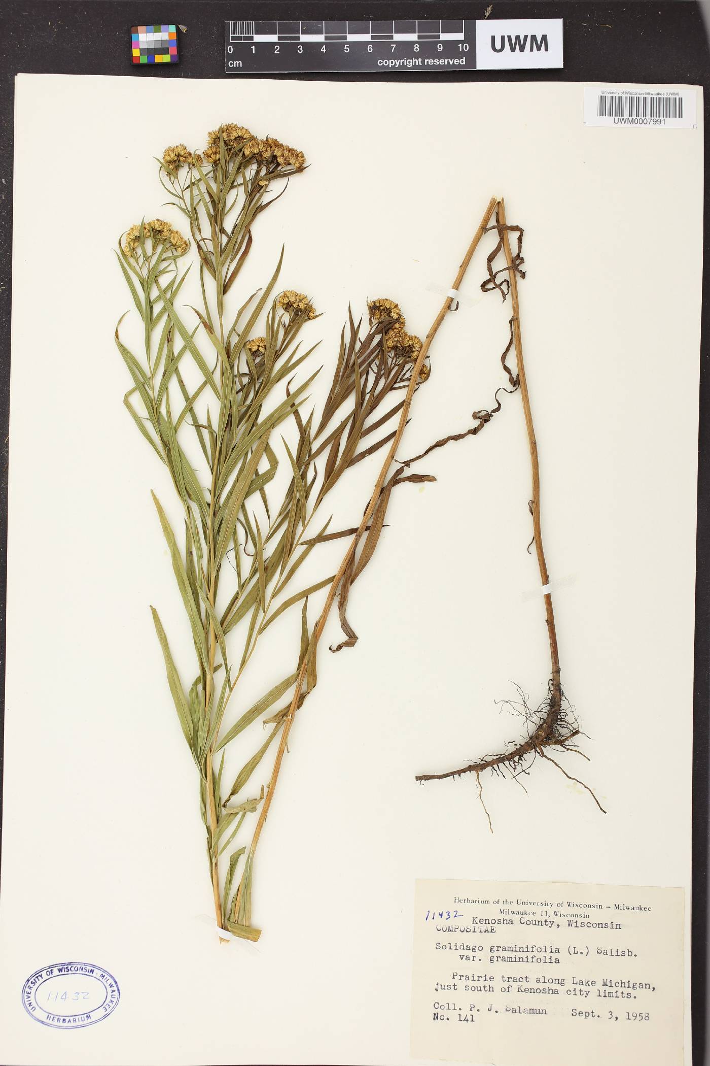 Euthamia graminifolia image