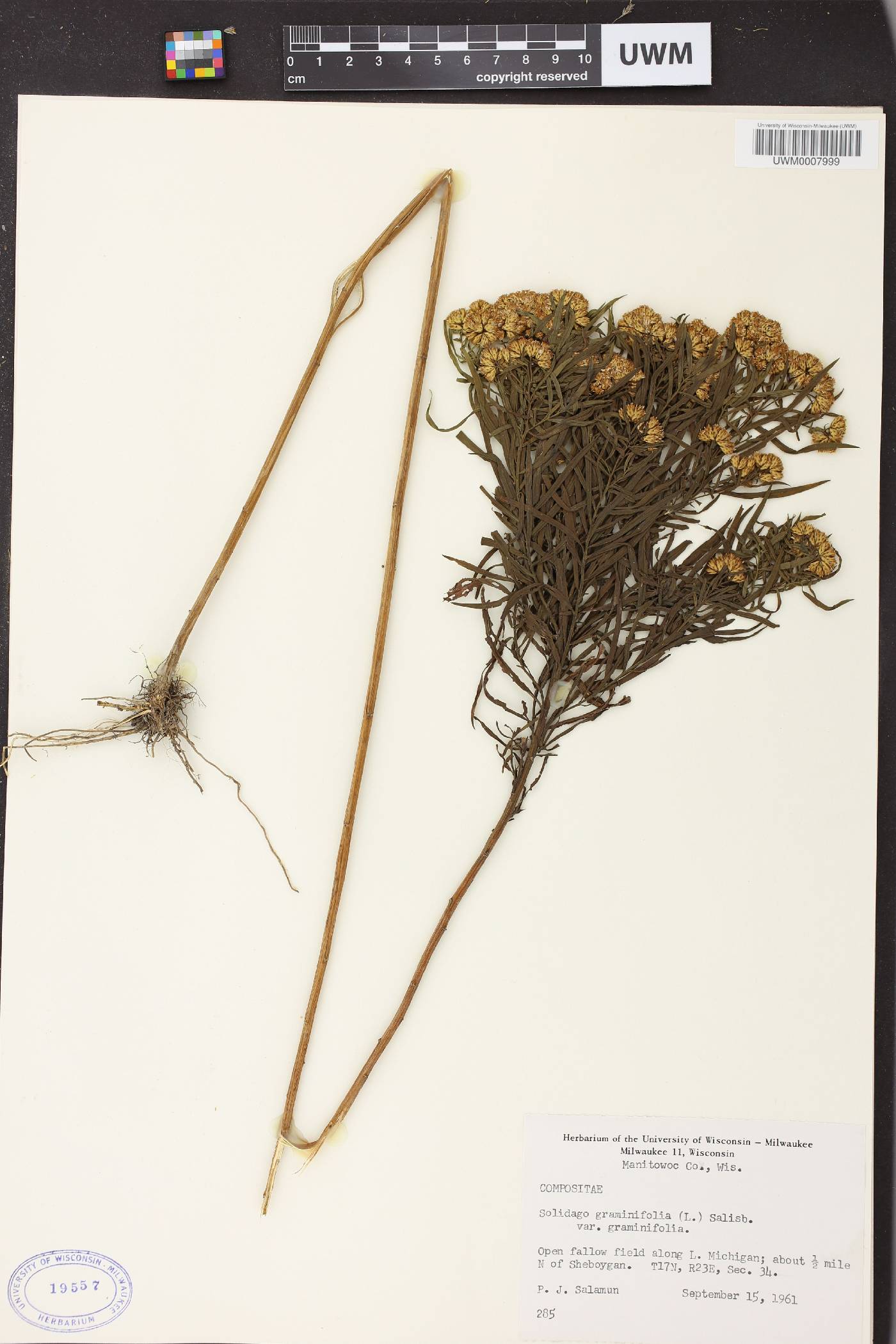 Euthamia graminifolia image