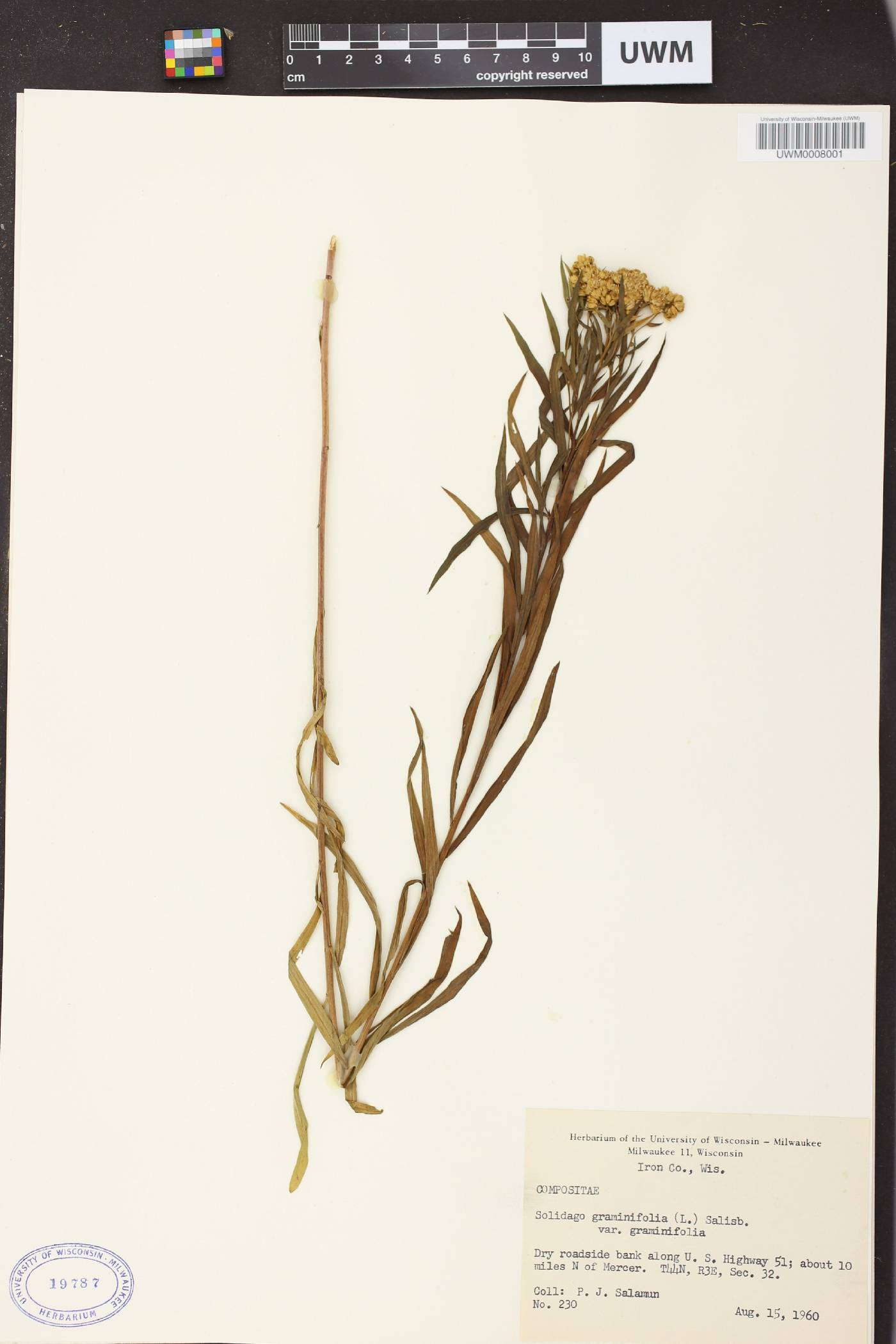 Euthamia graminifolia image