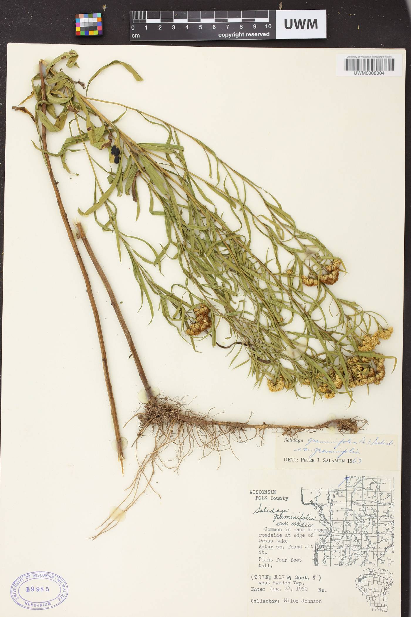 Euthamia graminifolia image