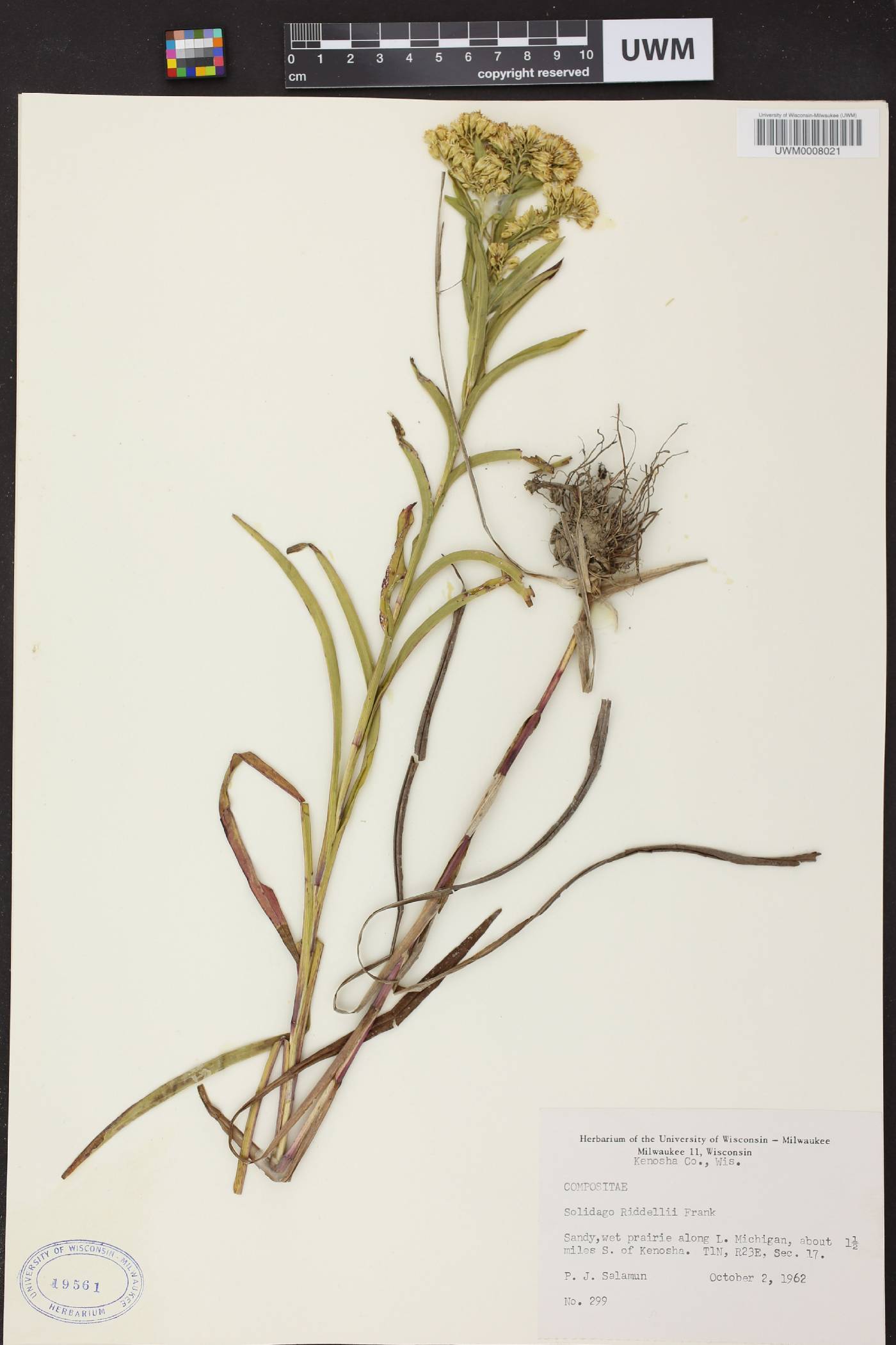 Solidago riddellii image