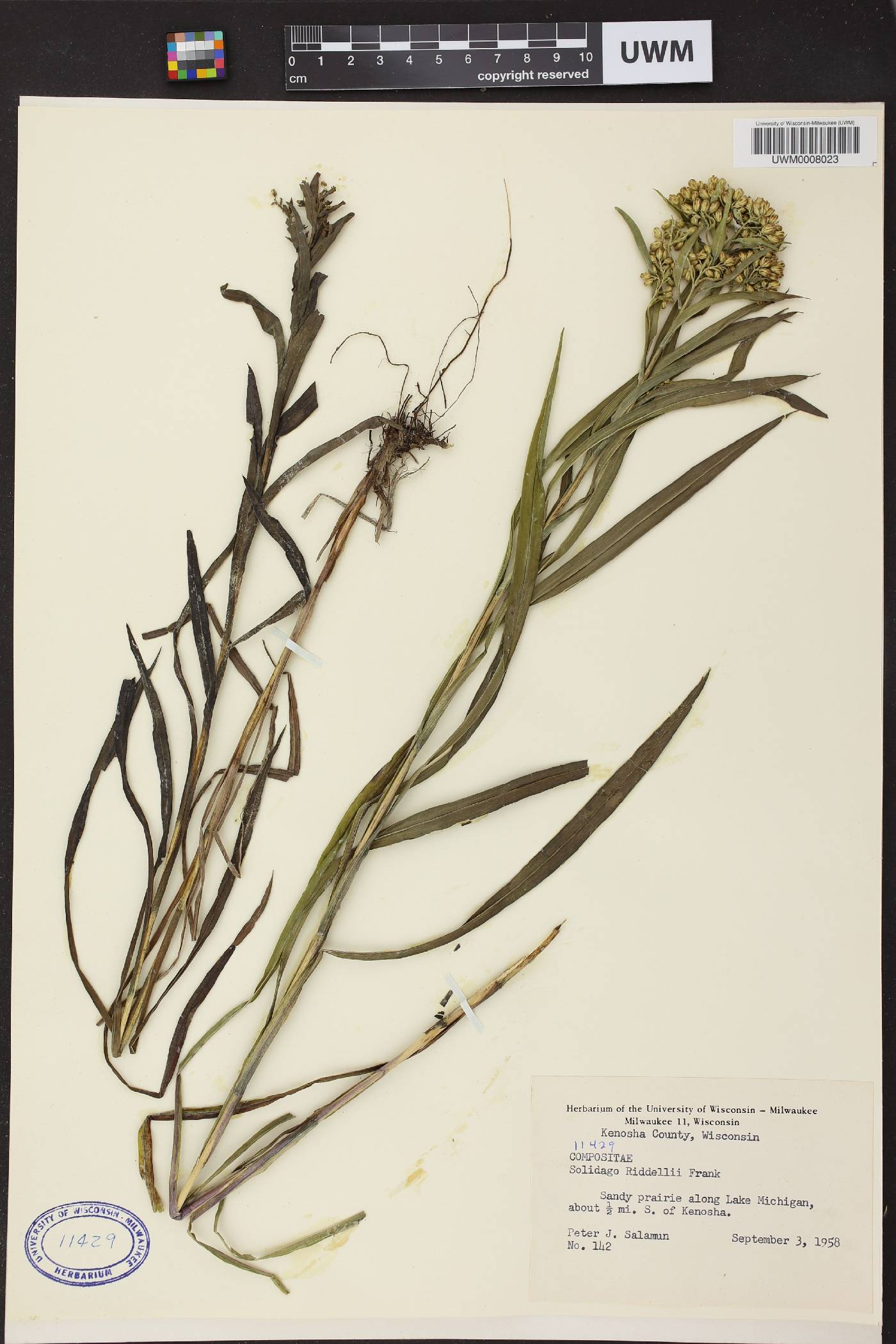 Solidago riddellii image