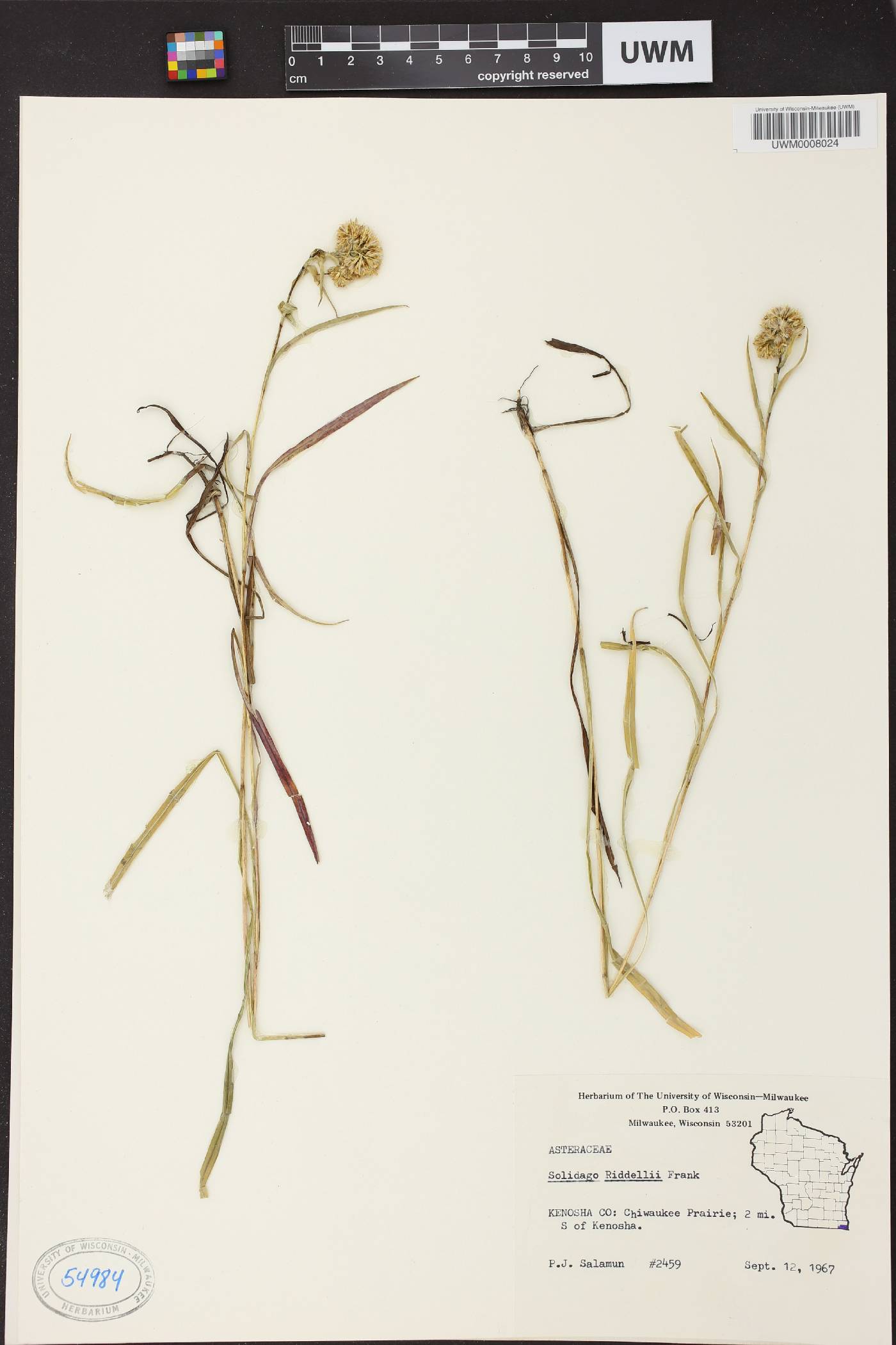 Solidago riddellii image