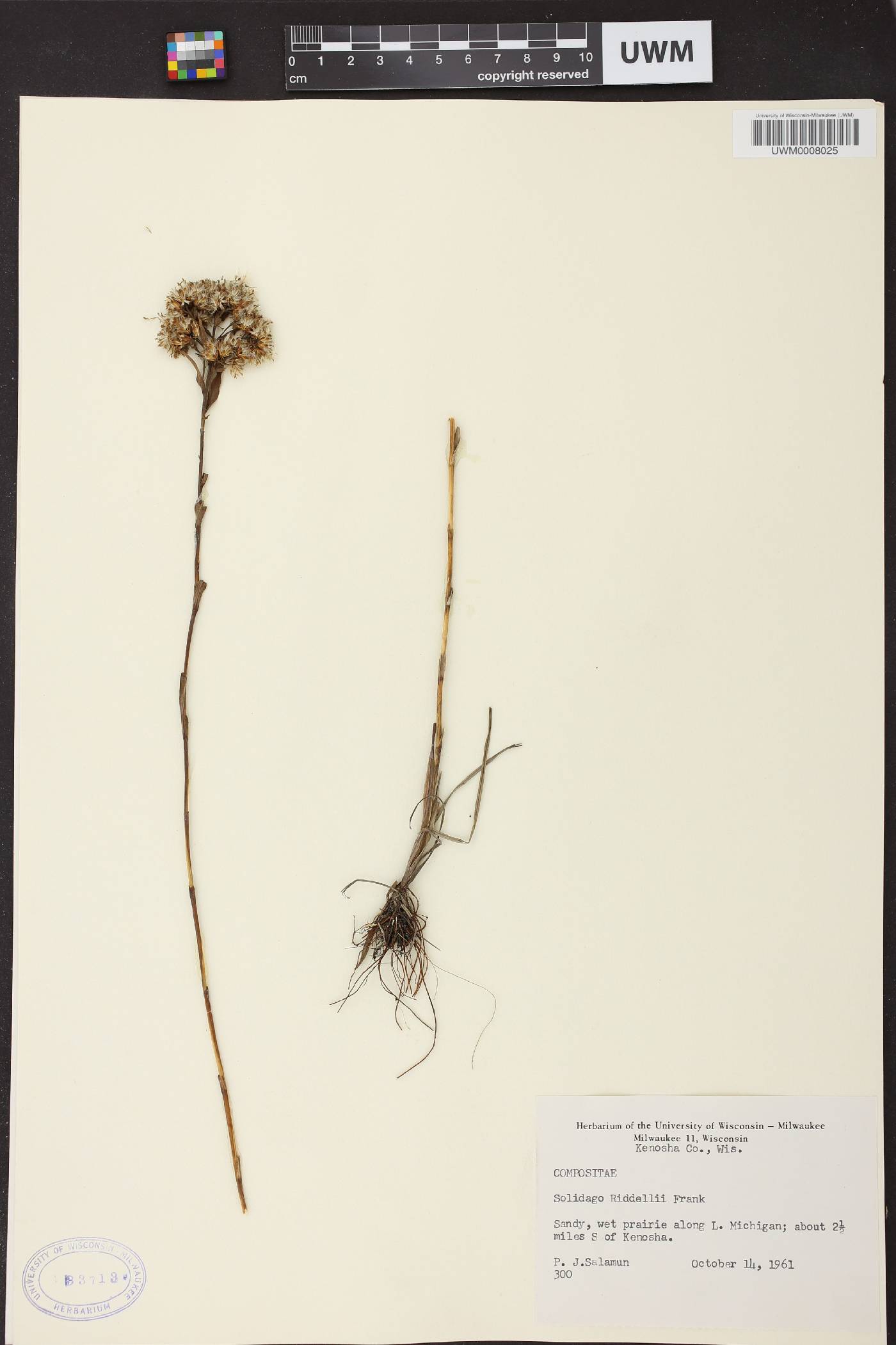 Solidago riddellii image