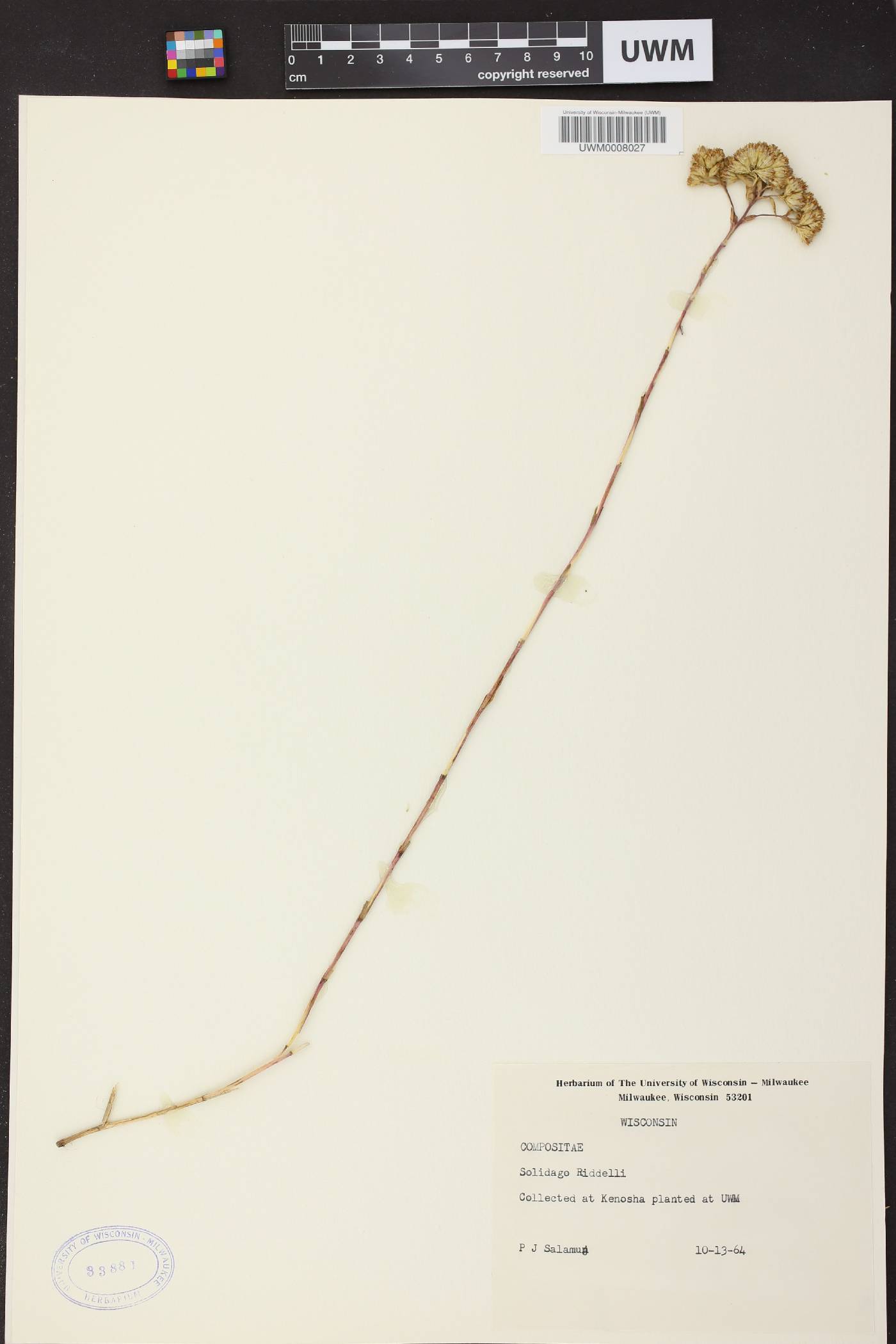 Solidago riddellii image