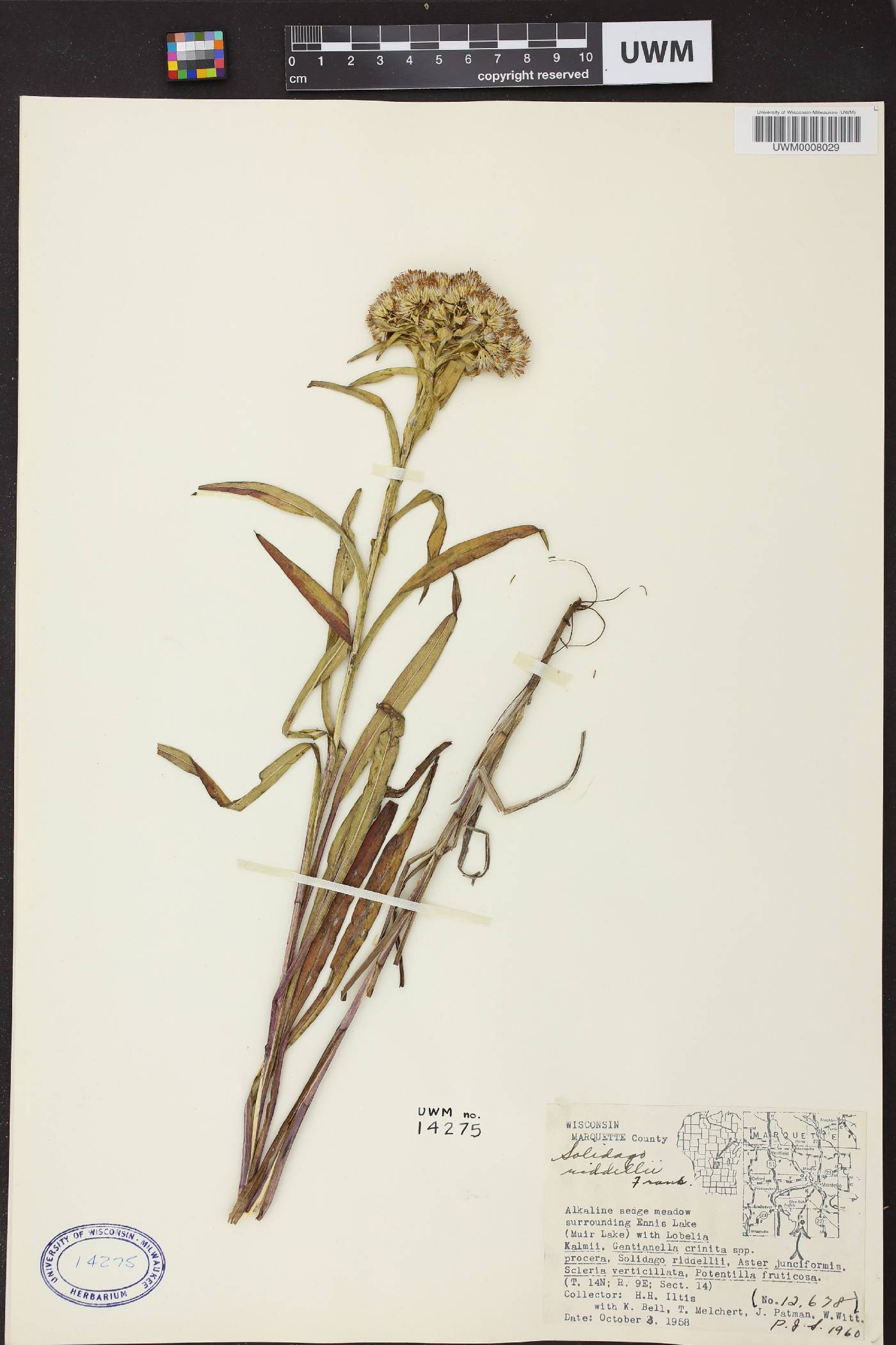 Solidago riddellii image