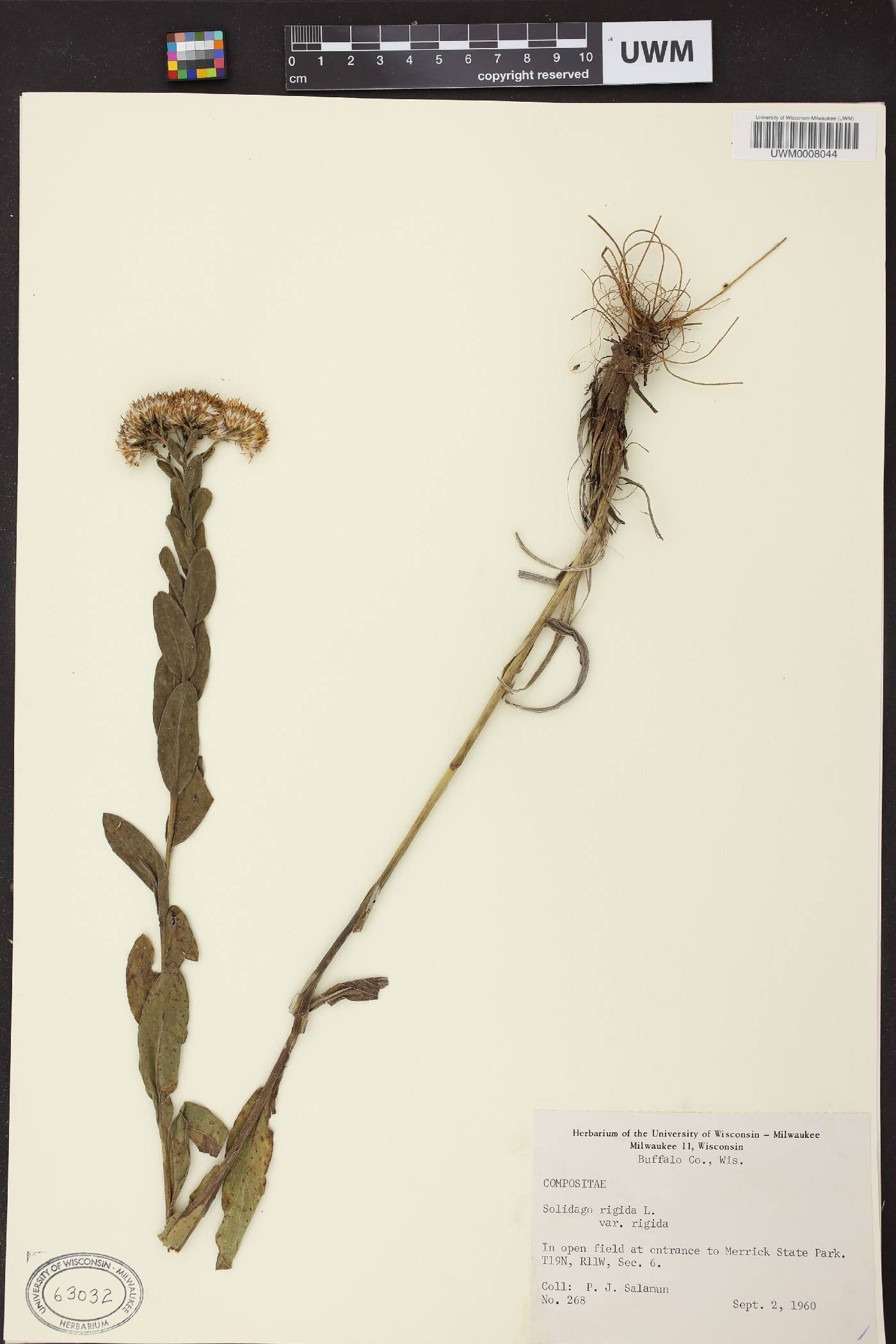 Solidago rigida image