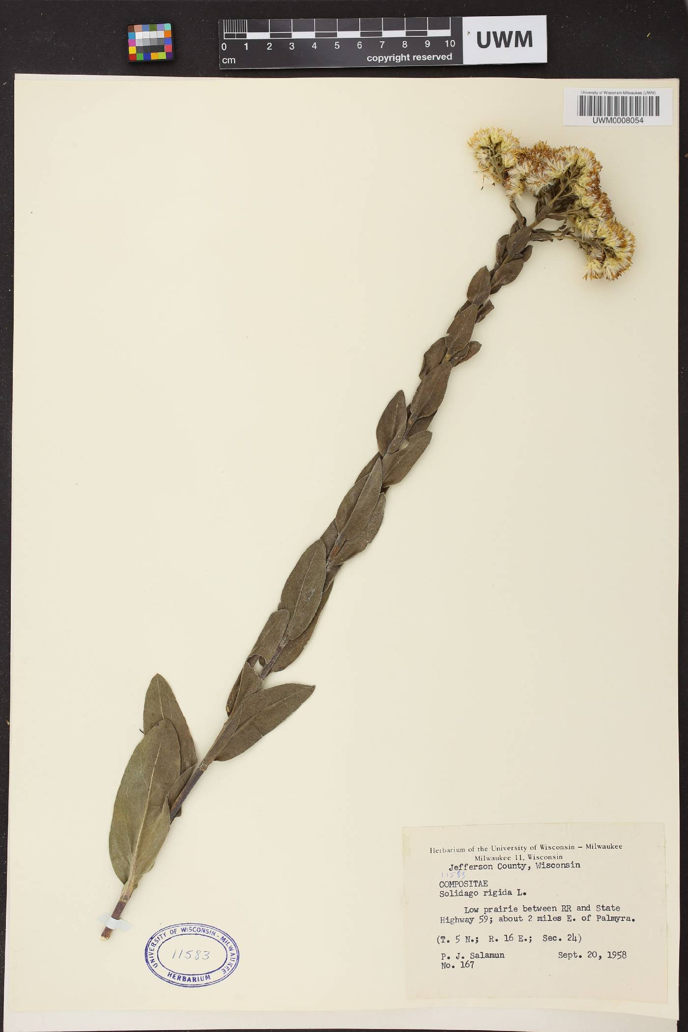 Solidago rigida image