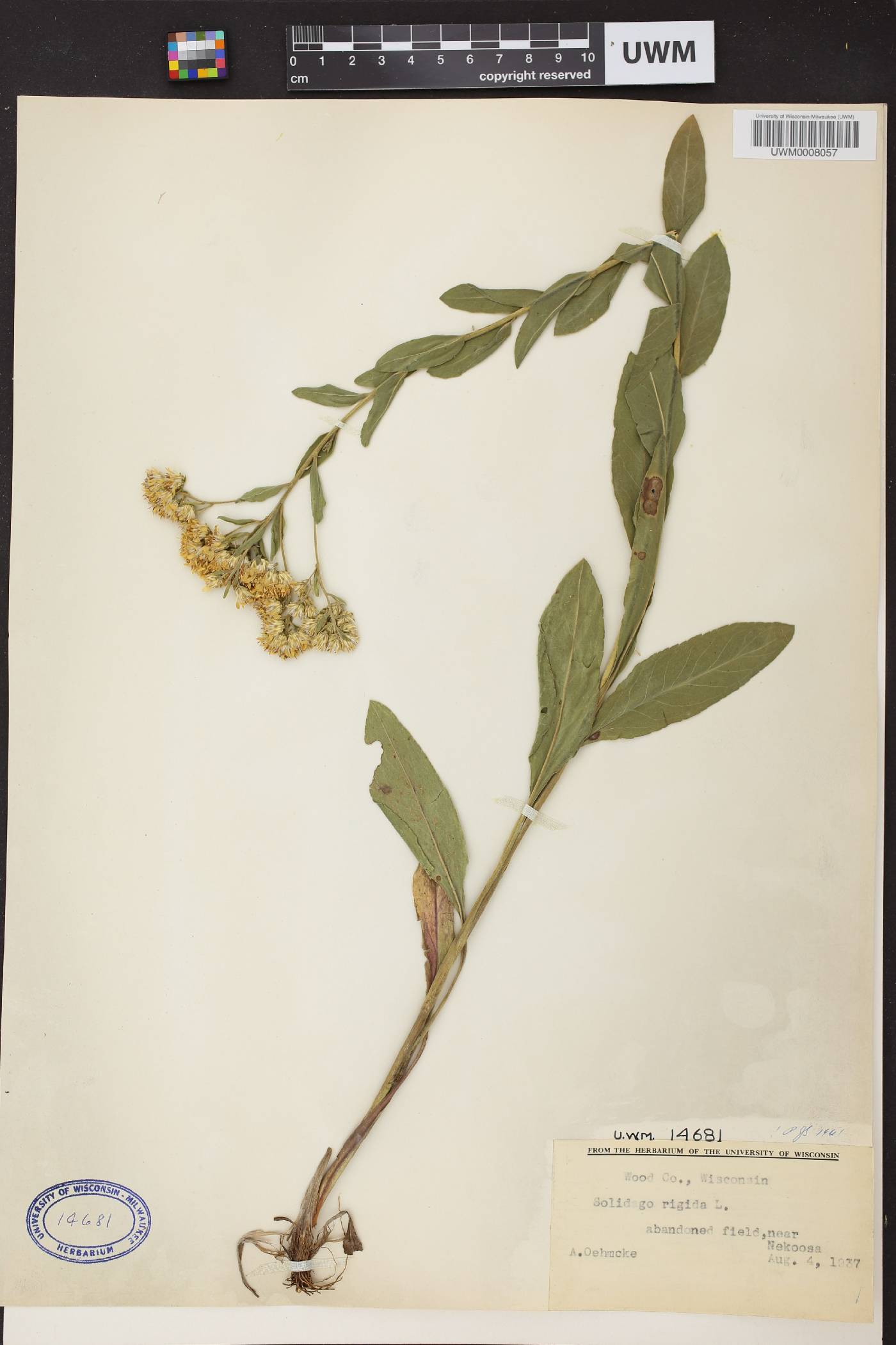 Solidago rigida image
