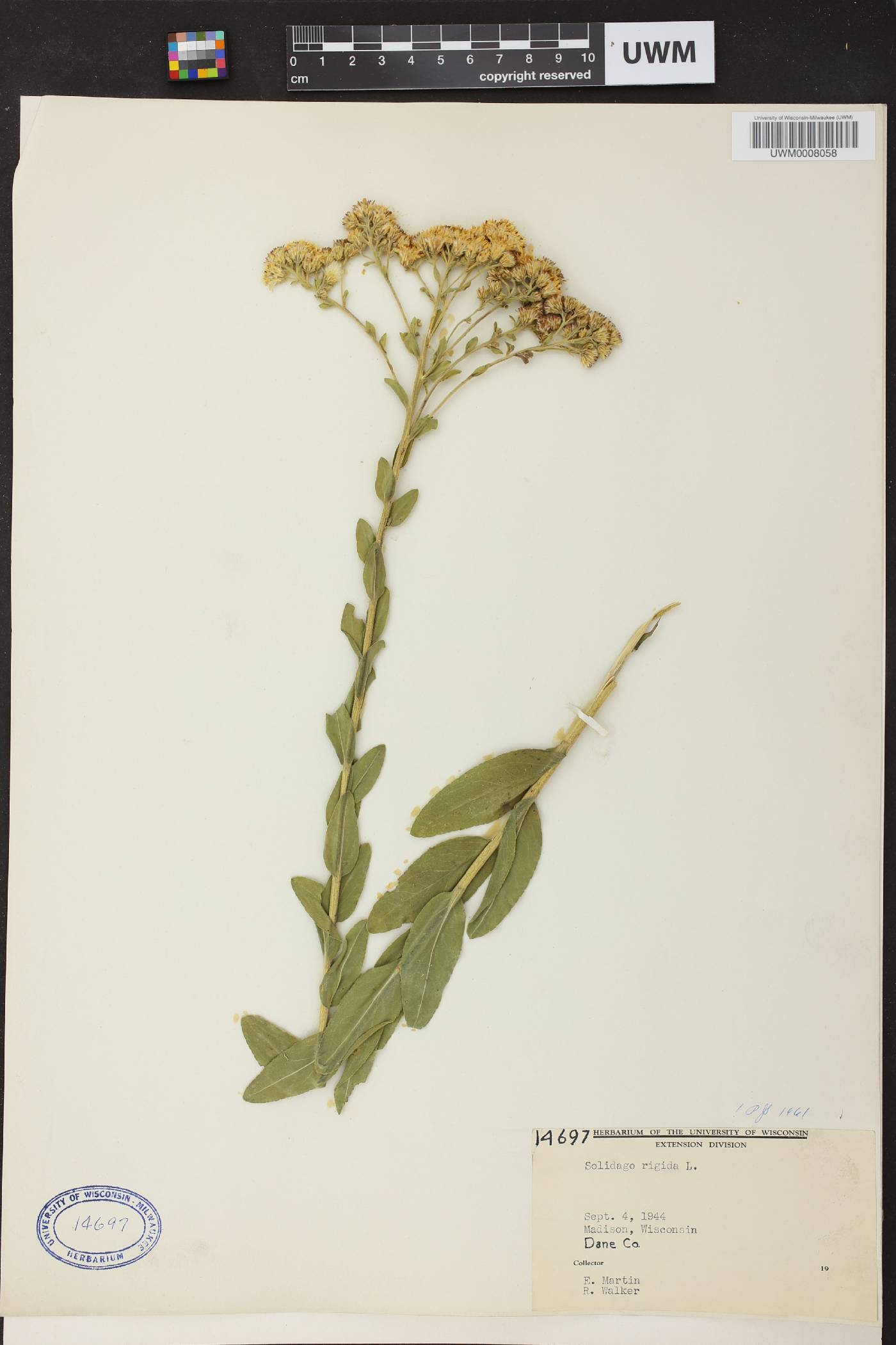 Solidago rigida image