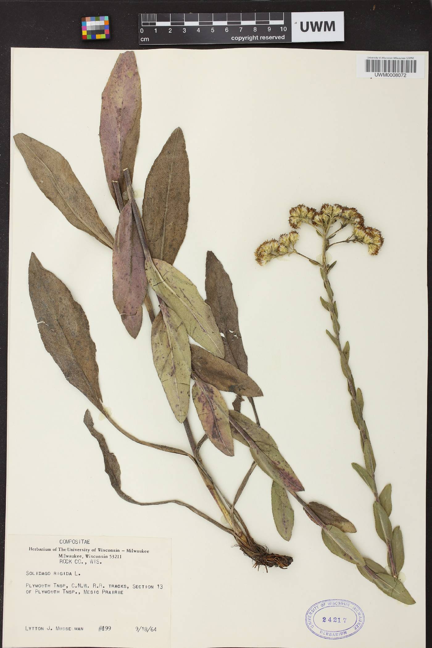 Solidago rigida image