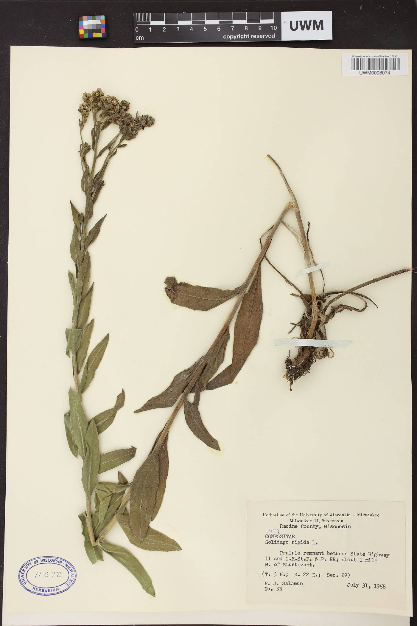 Solidago rigida image