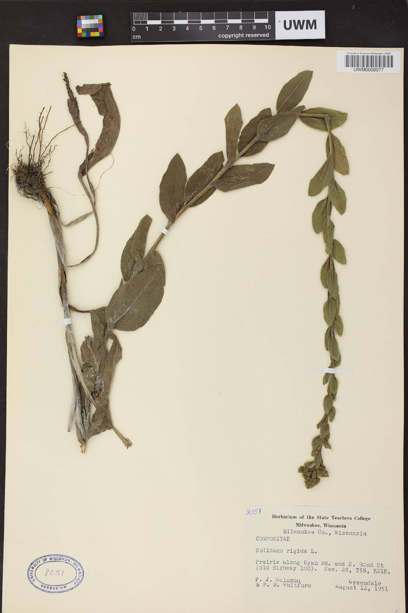 Solidago rigida image