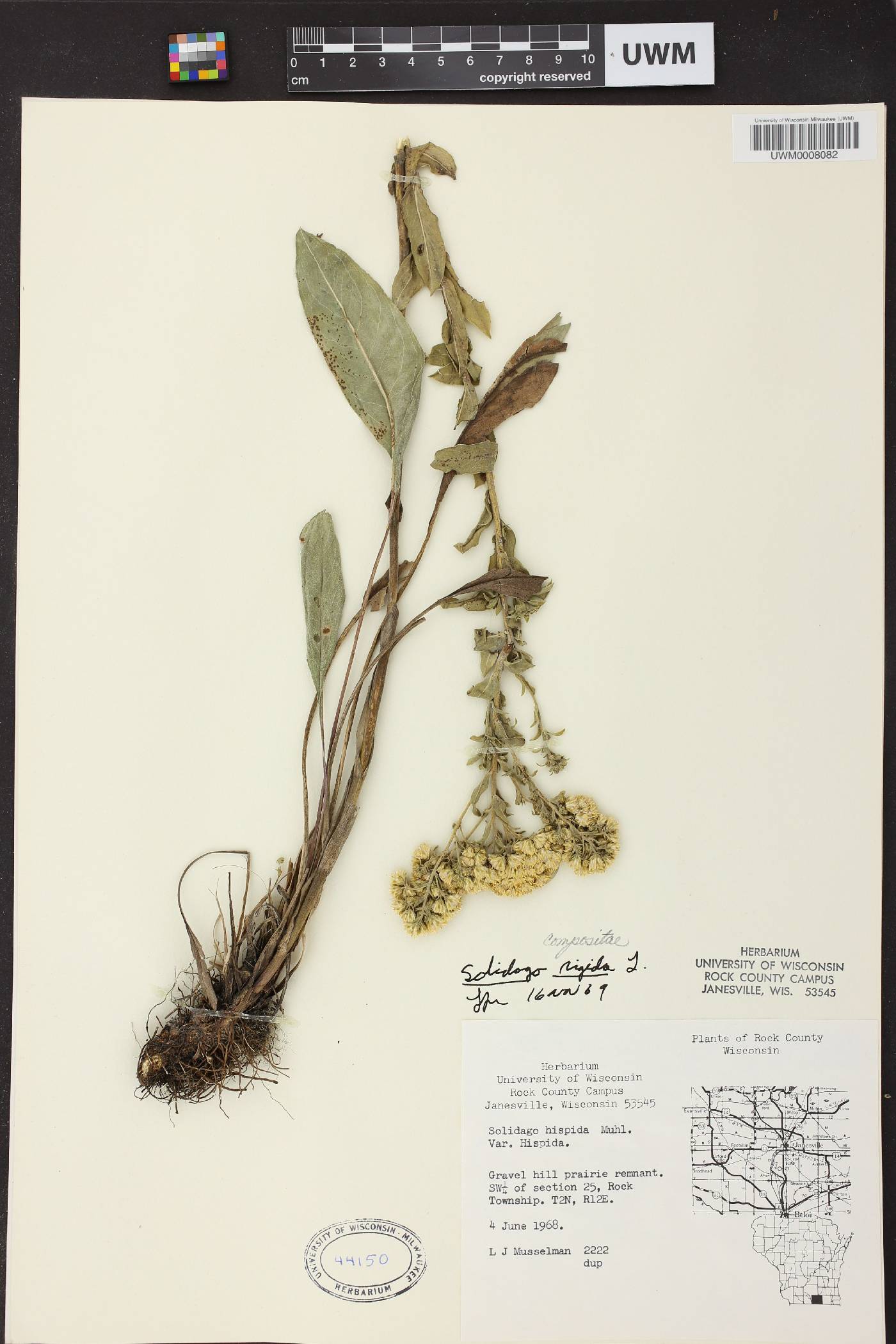 Solidago rigida image