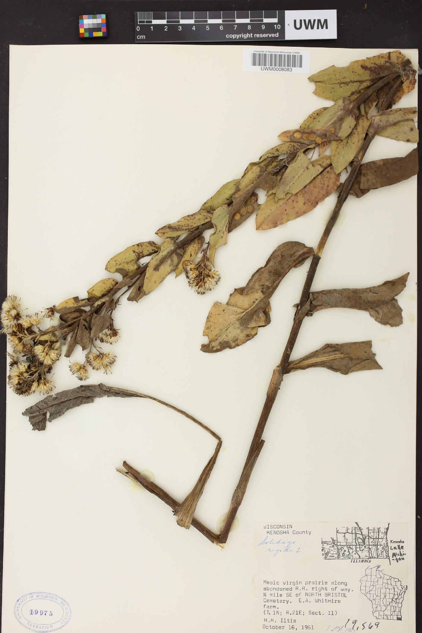 Solidago rigida image