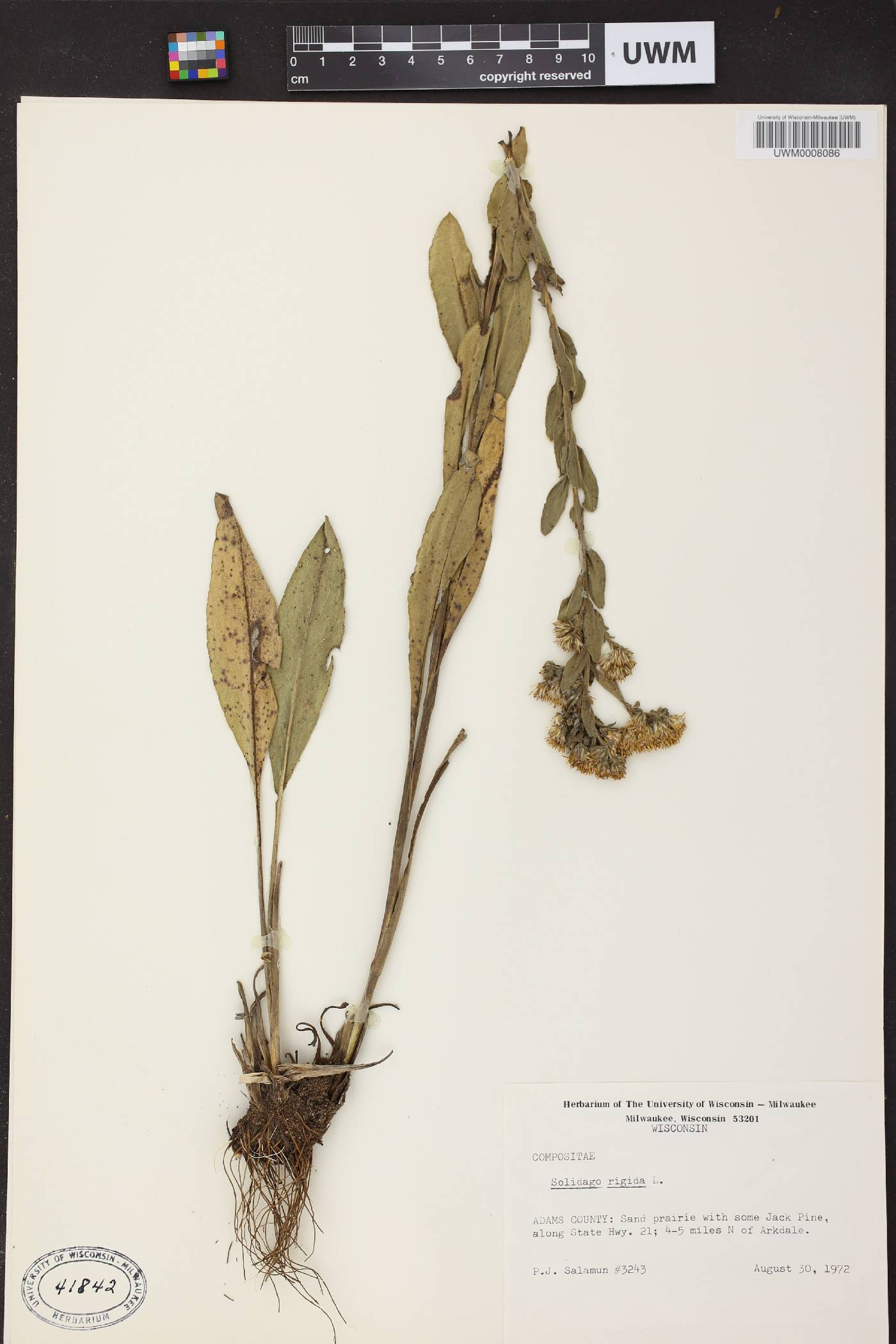 Solidago rigida image