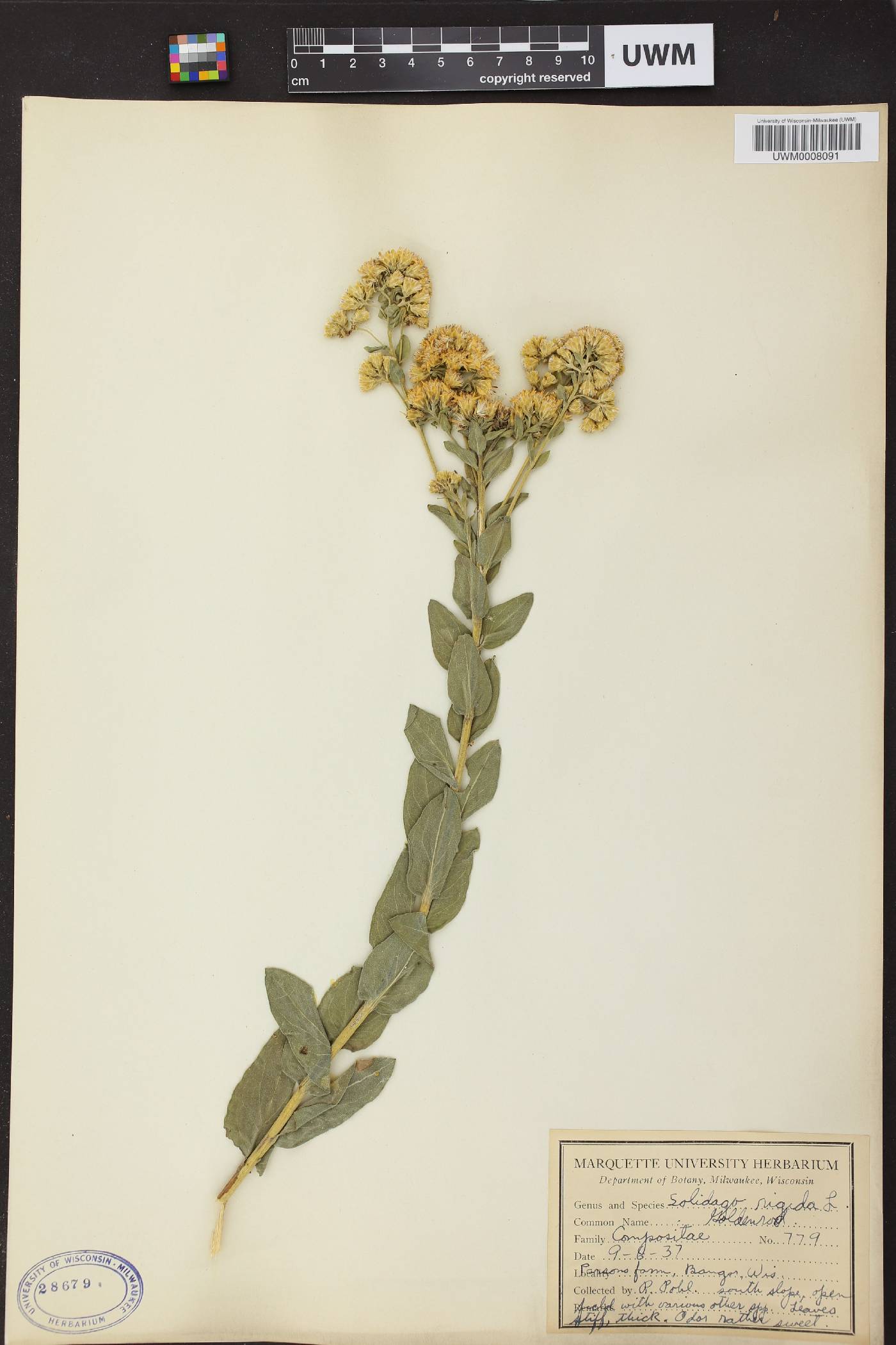 Solidago rigida image