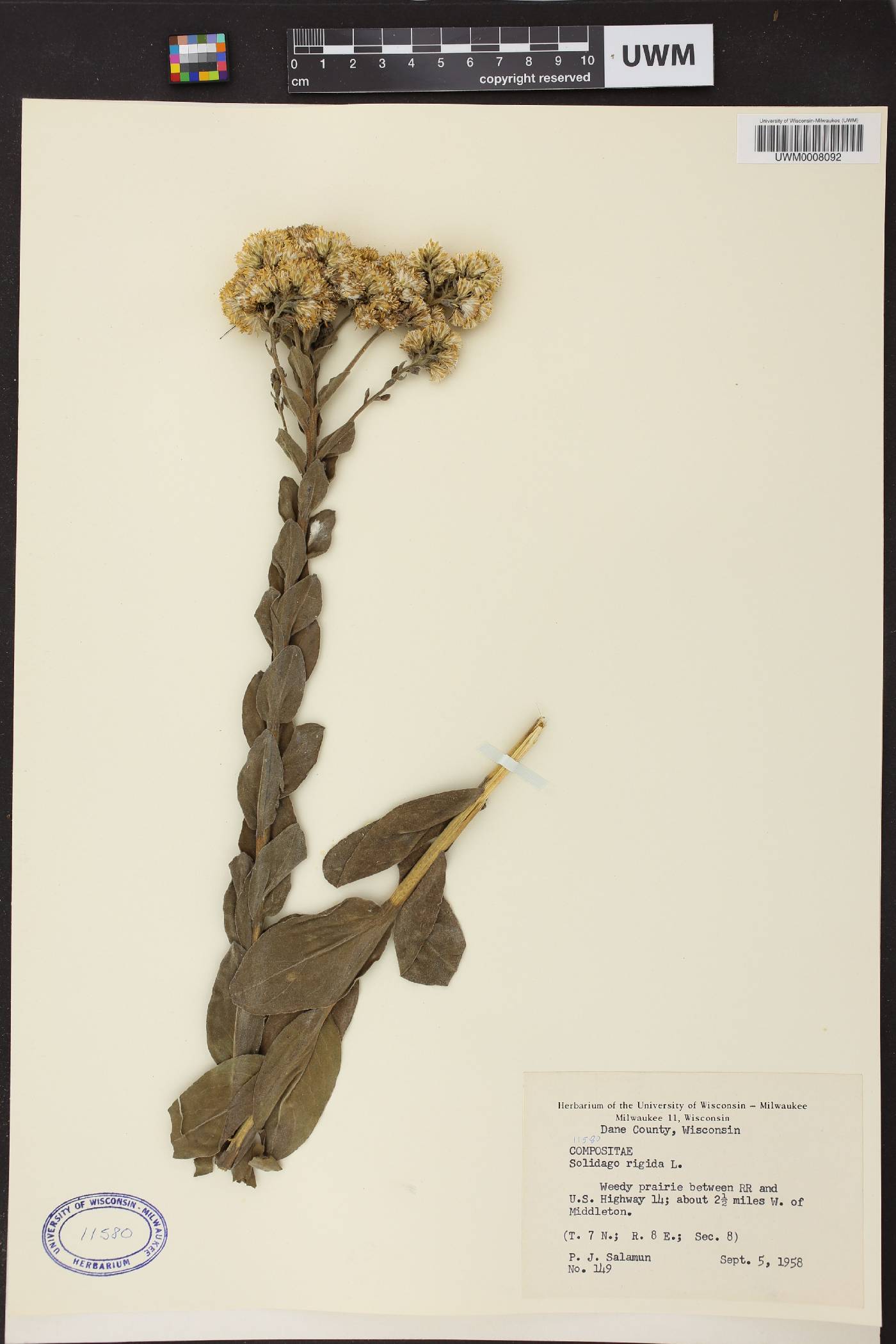 Solidago rigida image