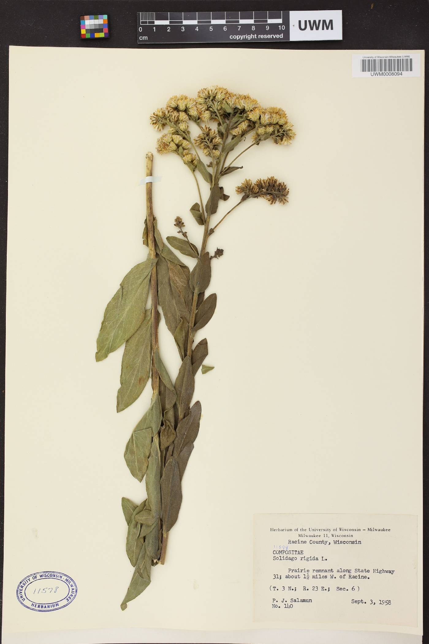 Solidago rigida image
