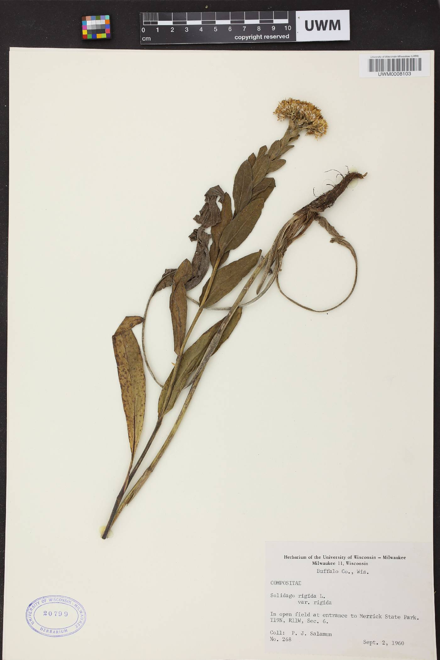 Solidago rigida image