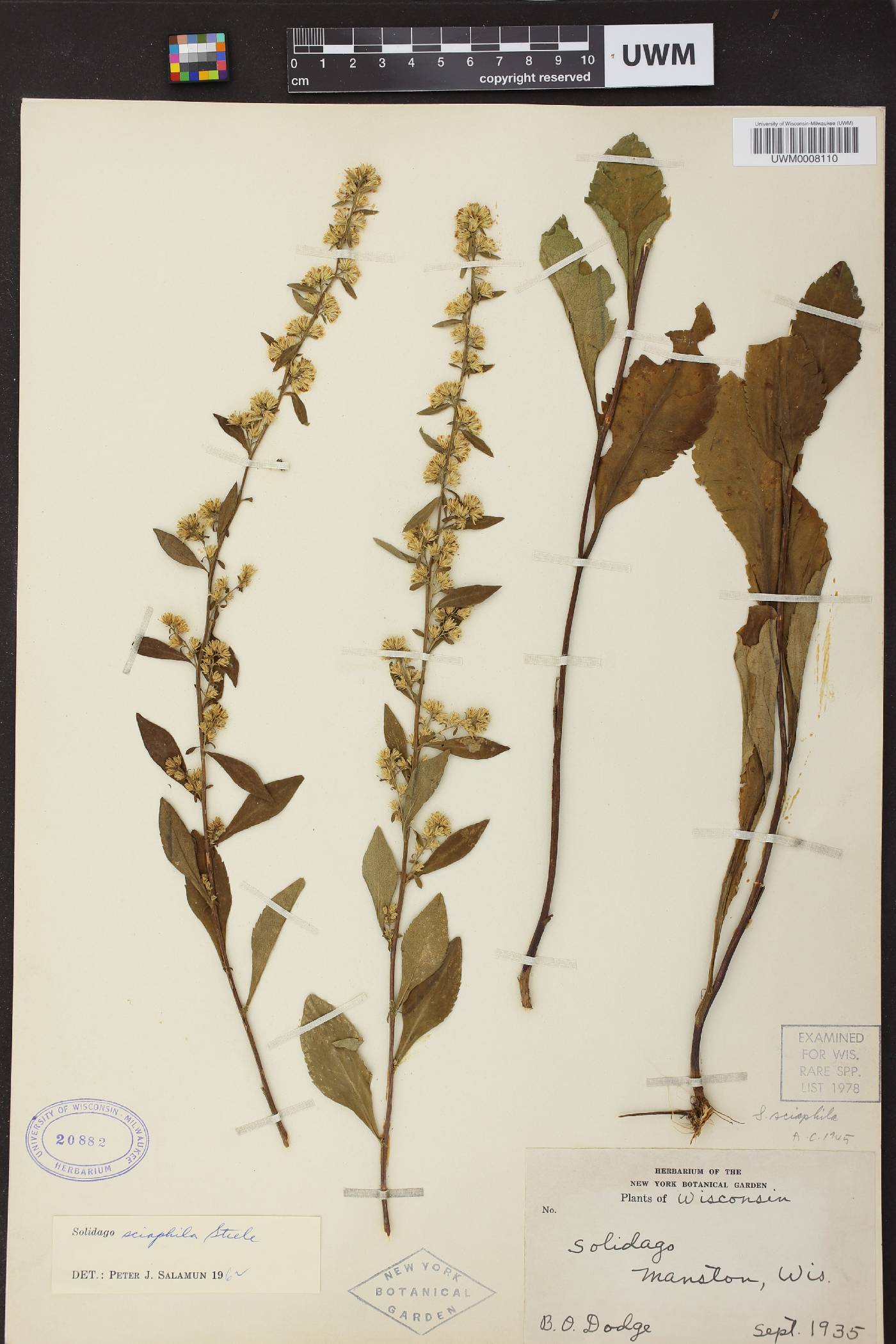 Solidago sciaphila image