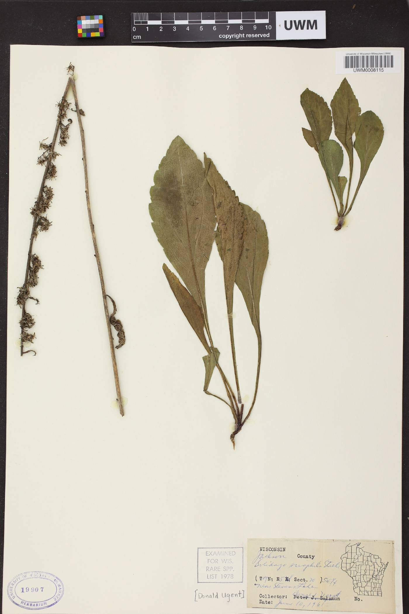 Solidago sciaphila image