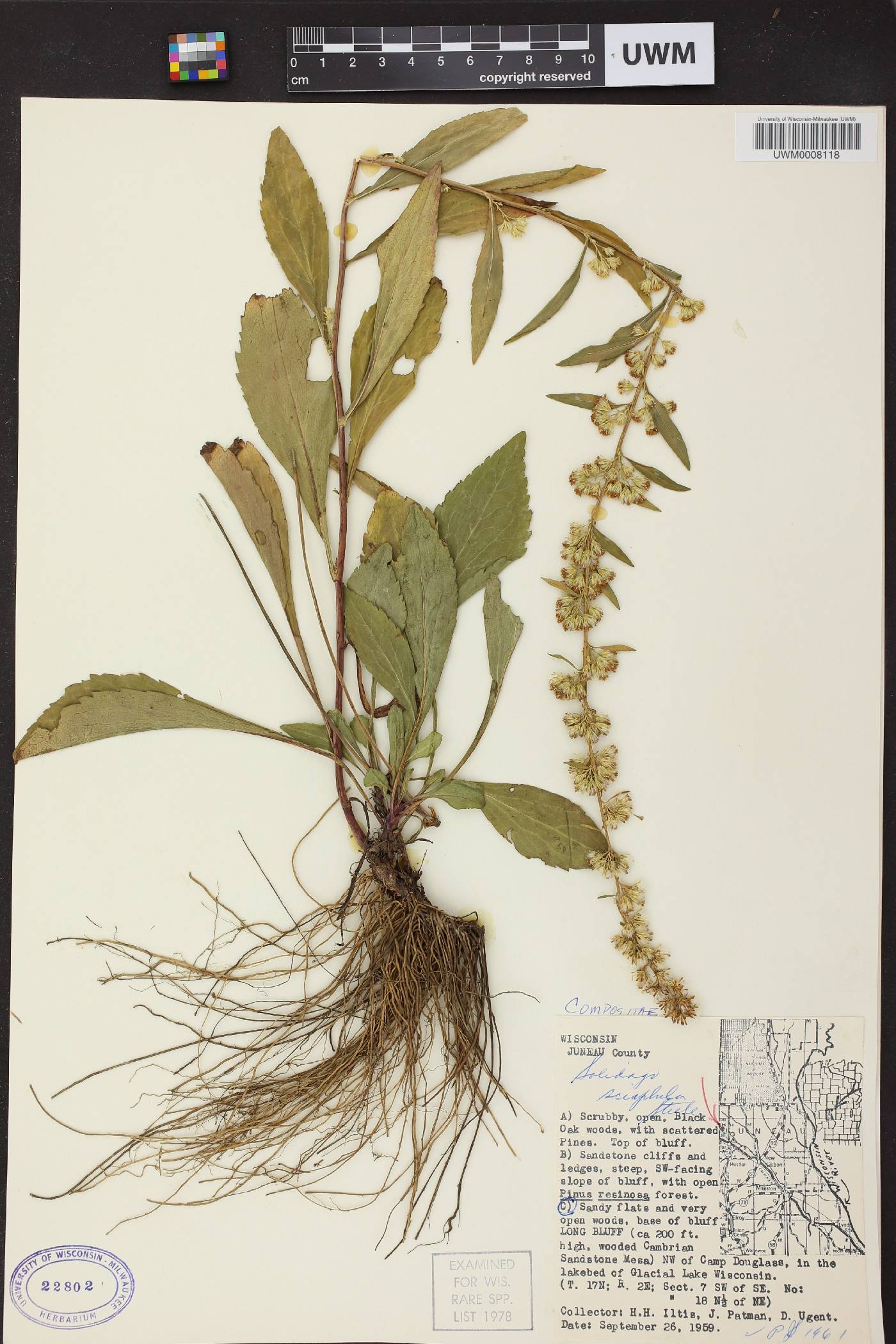 Solidago sciaphila image