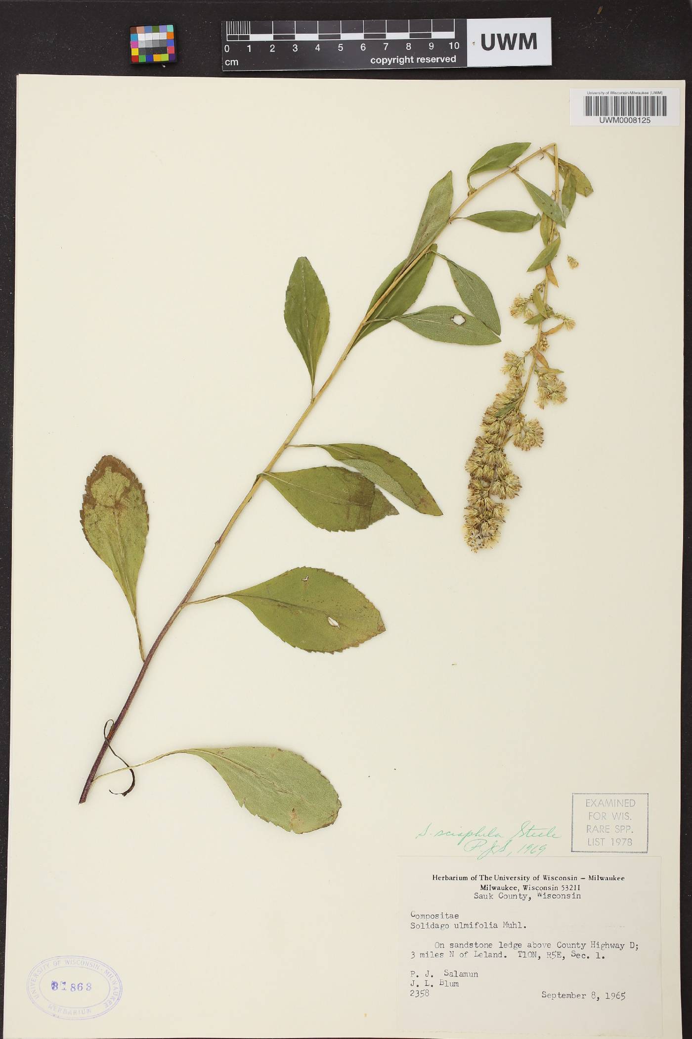 Solidago sciaphila image