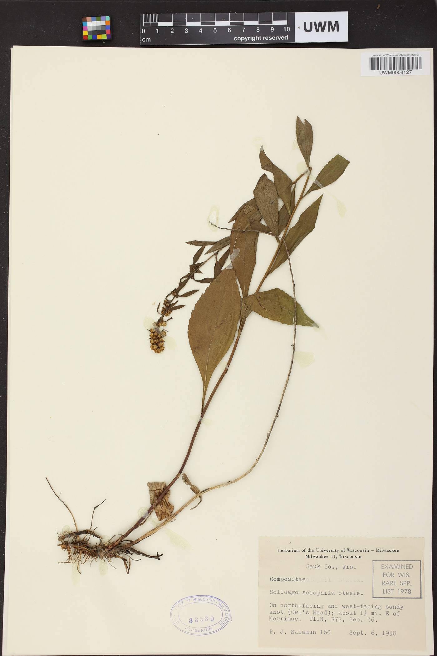 Solidago sciaphila image