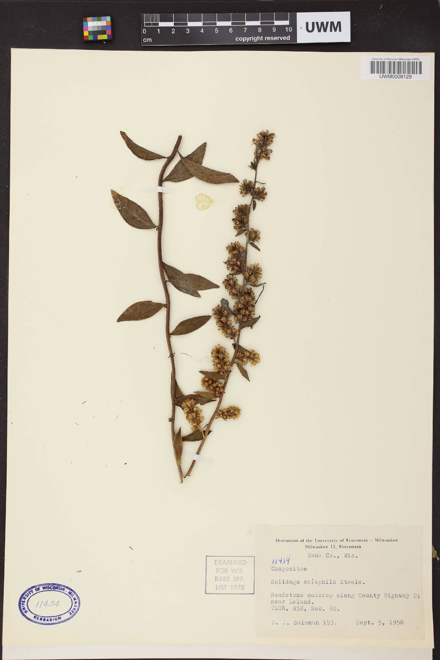 Solidago sciaphila image