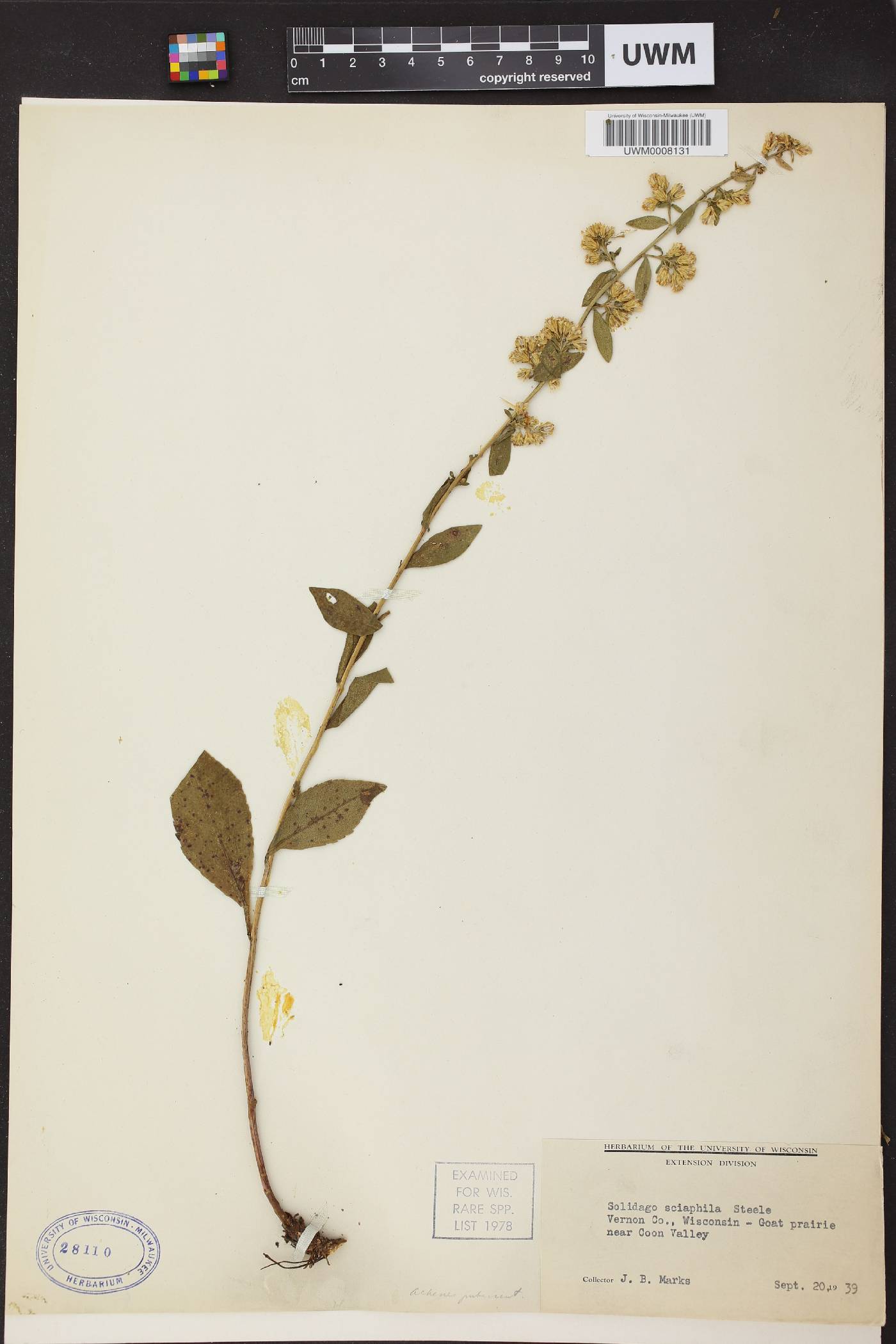 Solidago sciaphila image
