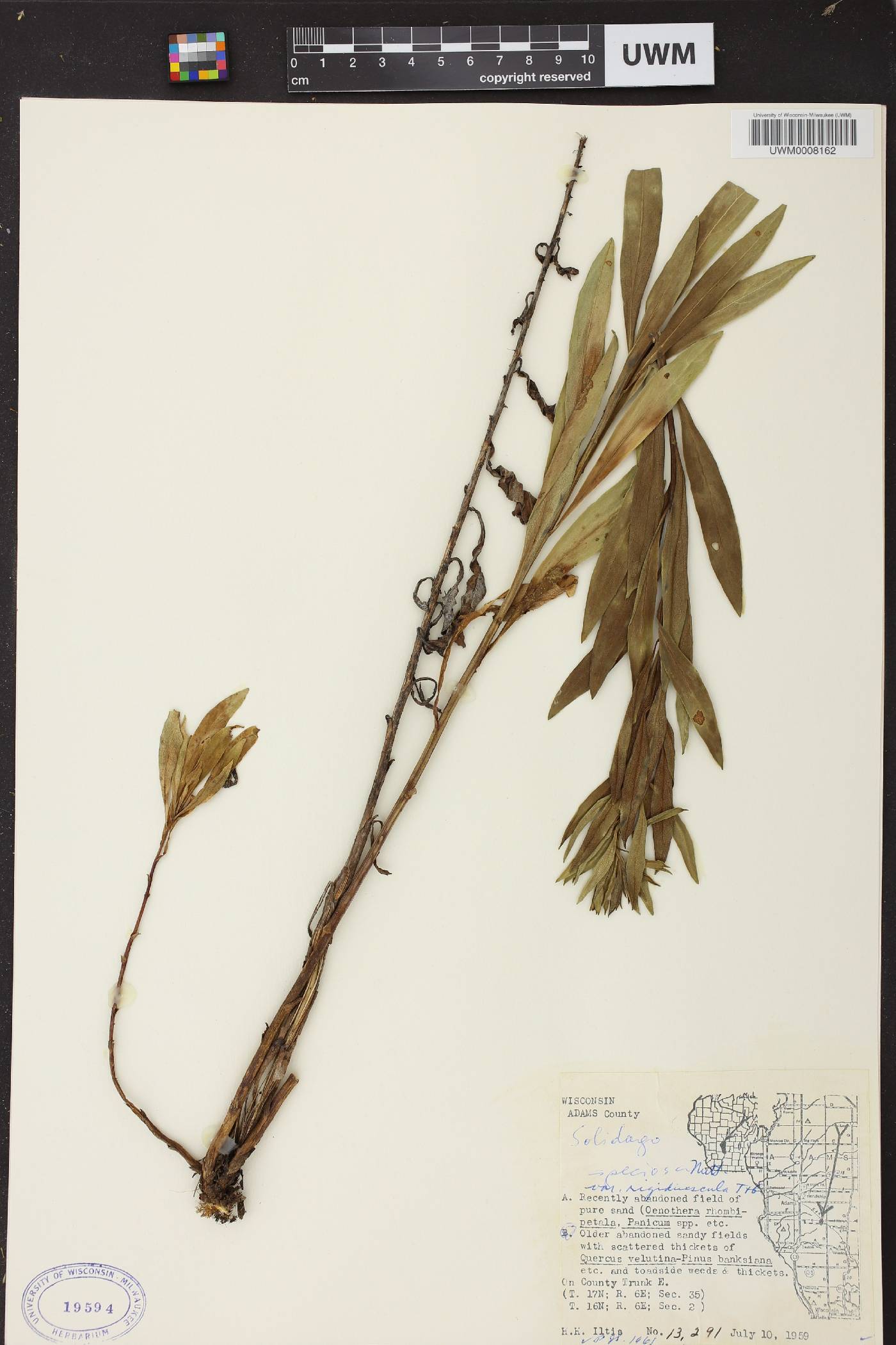 Solidago speciosa subsp. speciosa var. rigidiuscula image