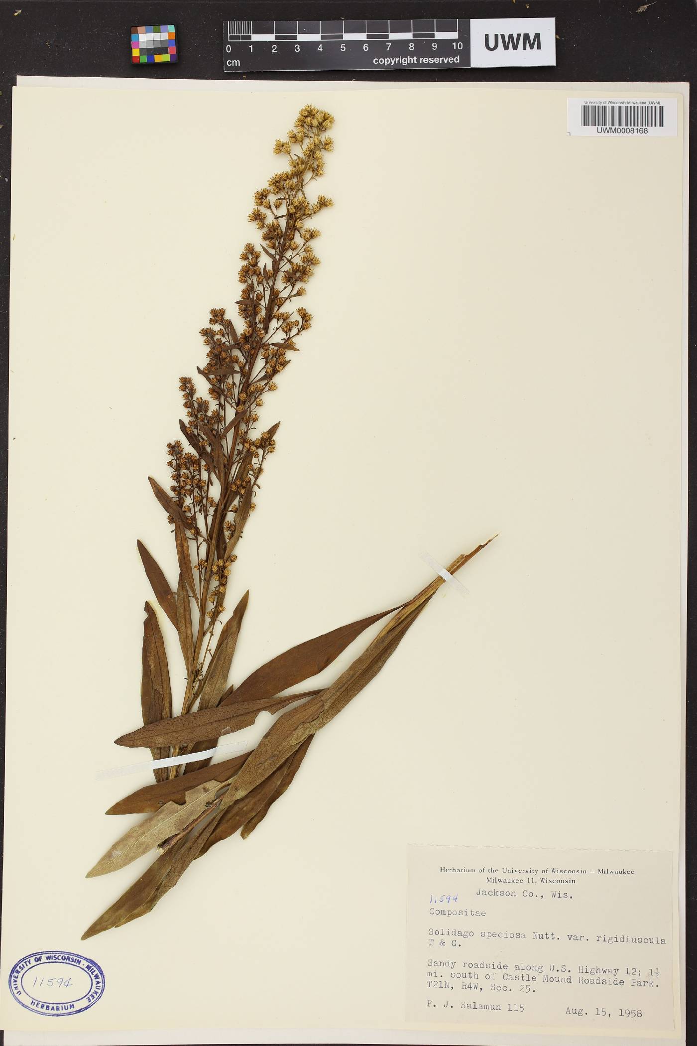 Solidago speciosa subsp. speciosa var. rigidiuscula image