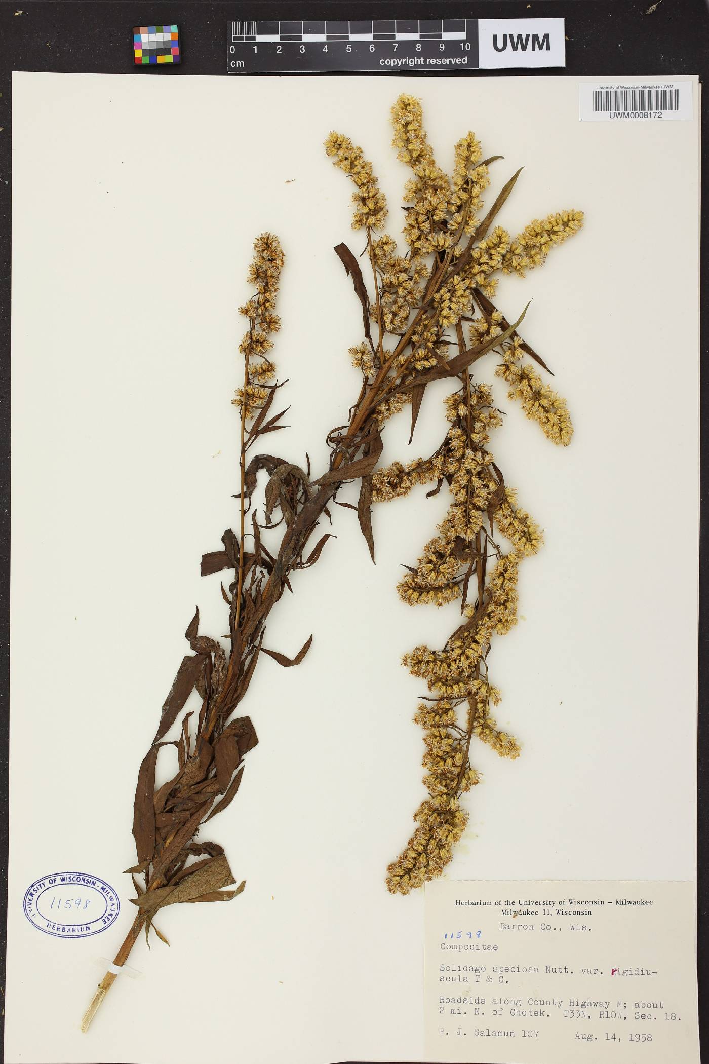 Solidago speciosa image