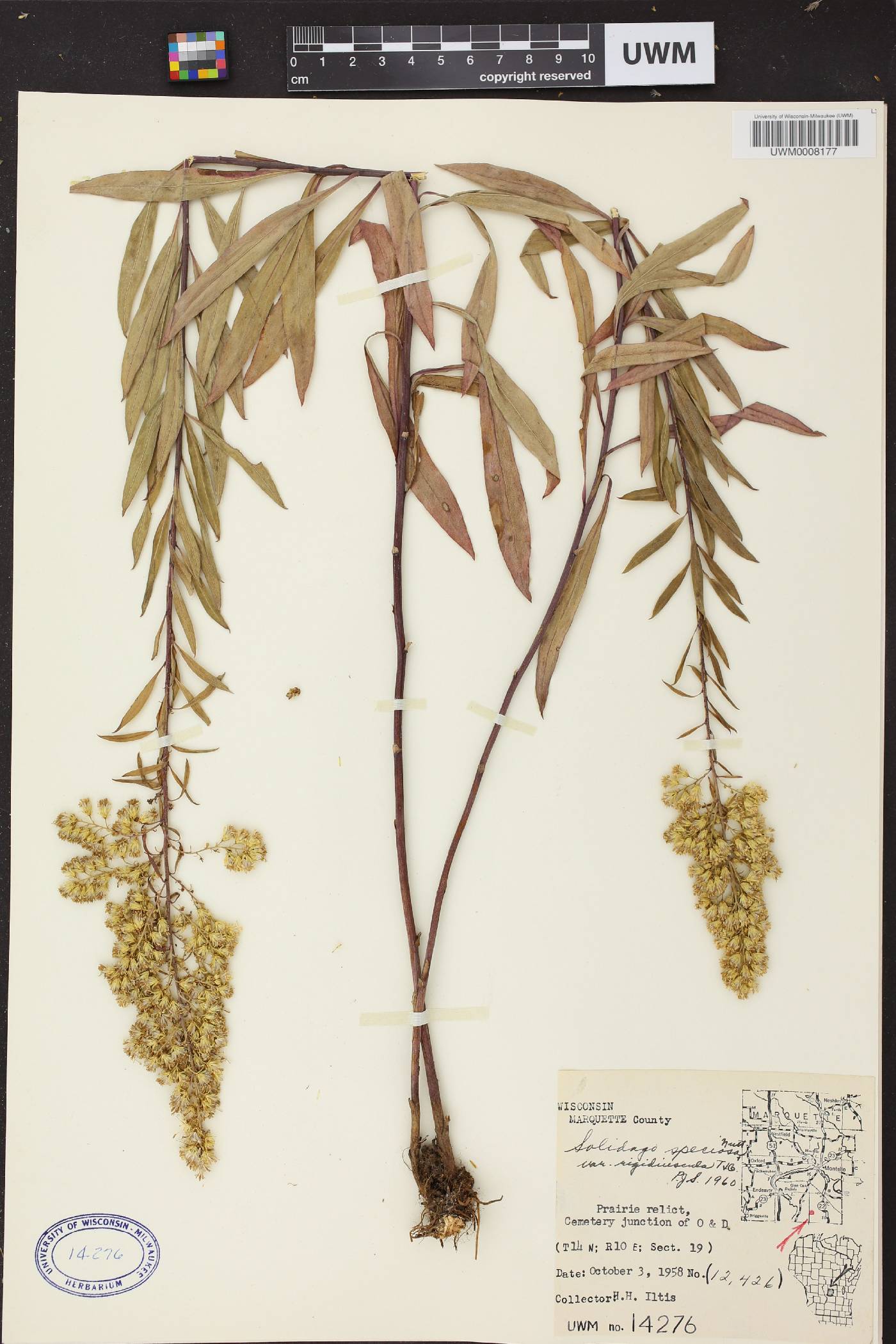 Solidago speciosa subsp. speciosa var. rigidiuscula image