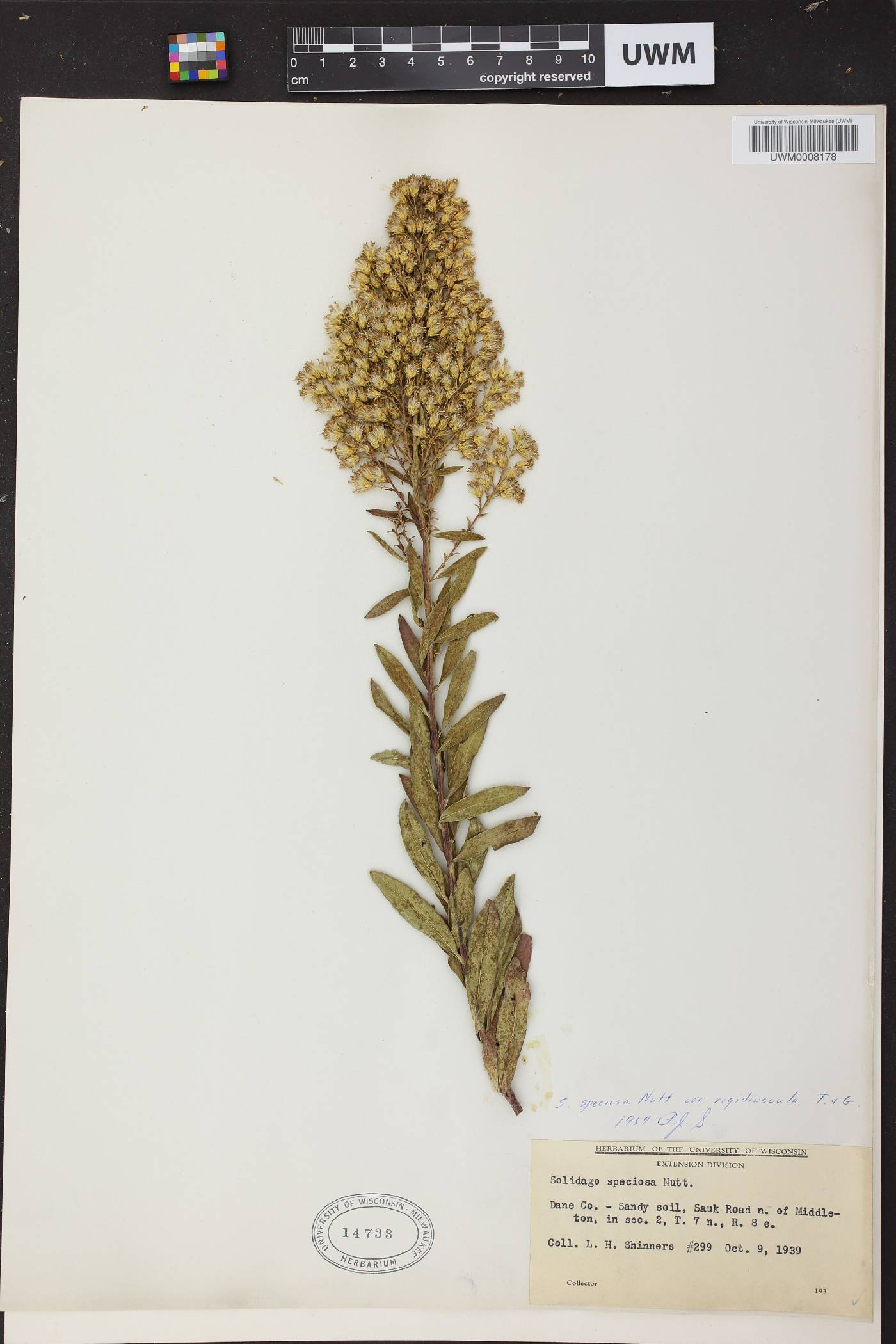 Solidago speciosa subsp. speciosa var. rigidiuscula image