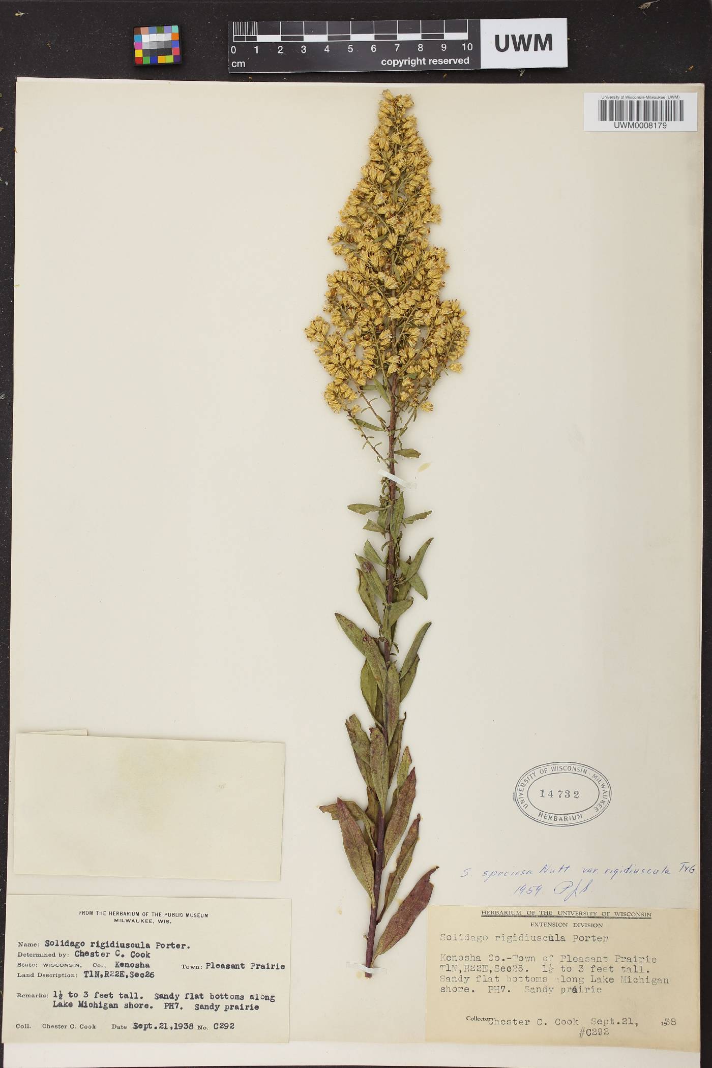 Solidago speciosa subsp. speciosa var. rigidiuscula image