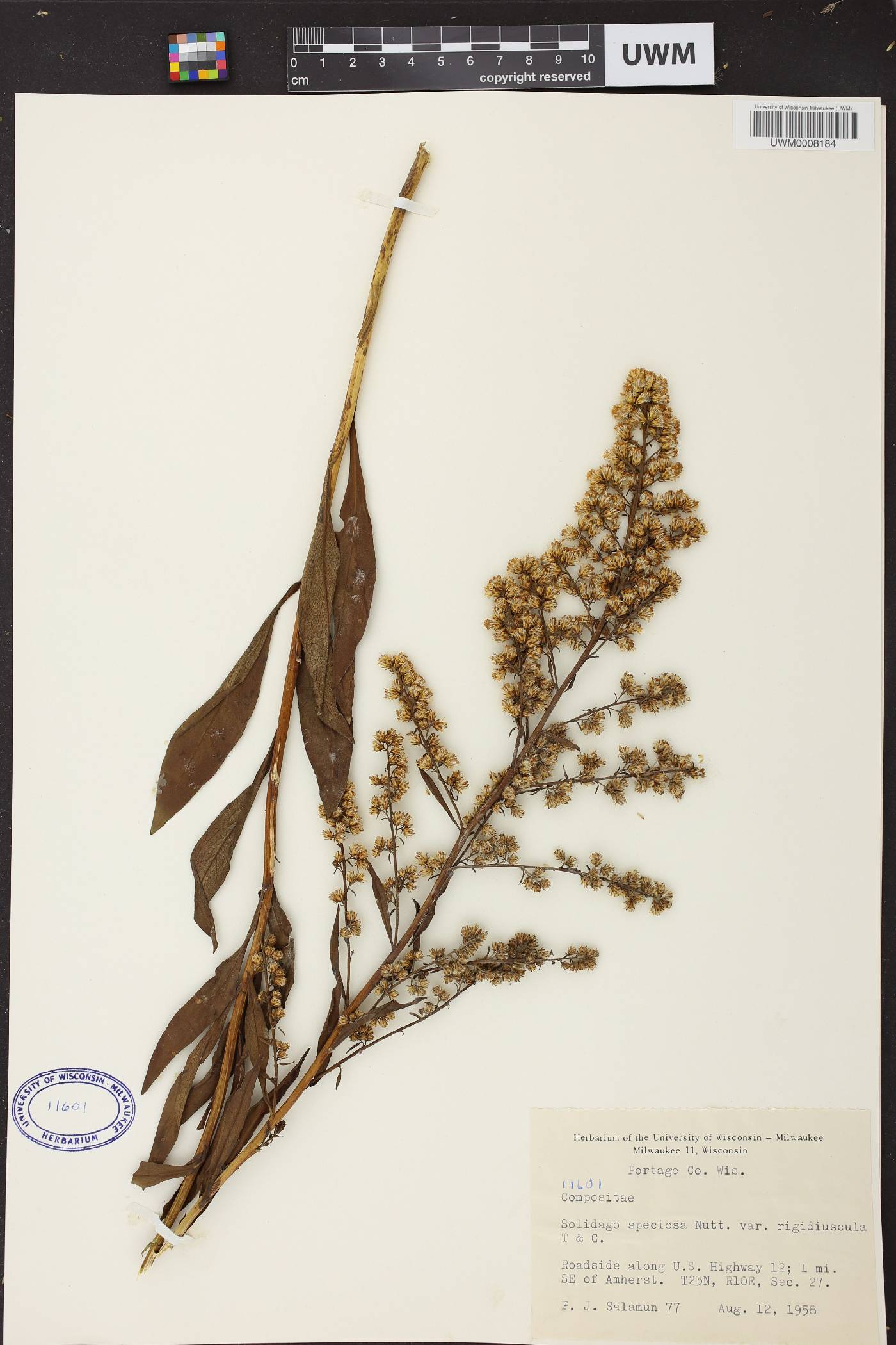Solidago speciosa image