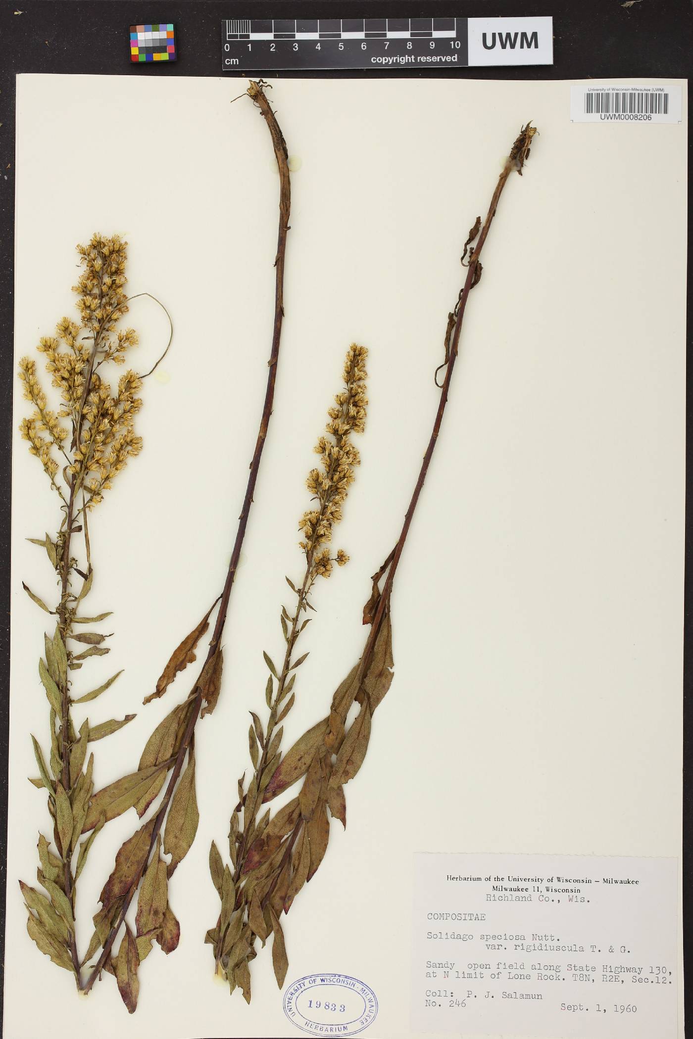 Solidago speciosa image