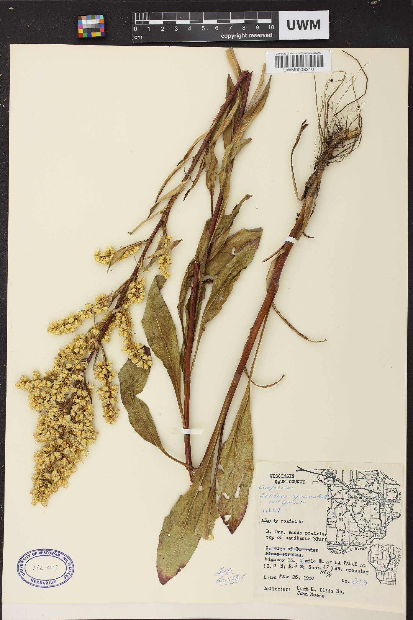 Solidago speciosa image
