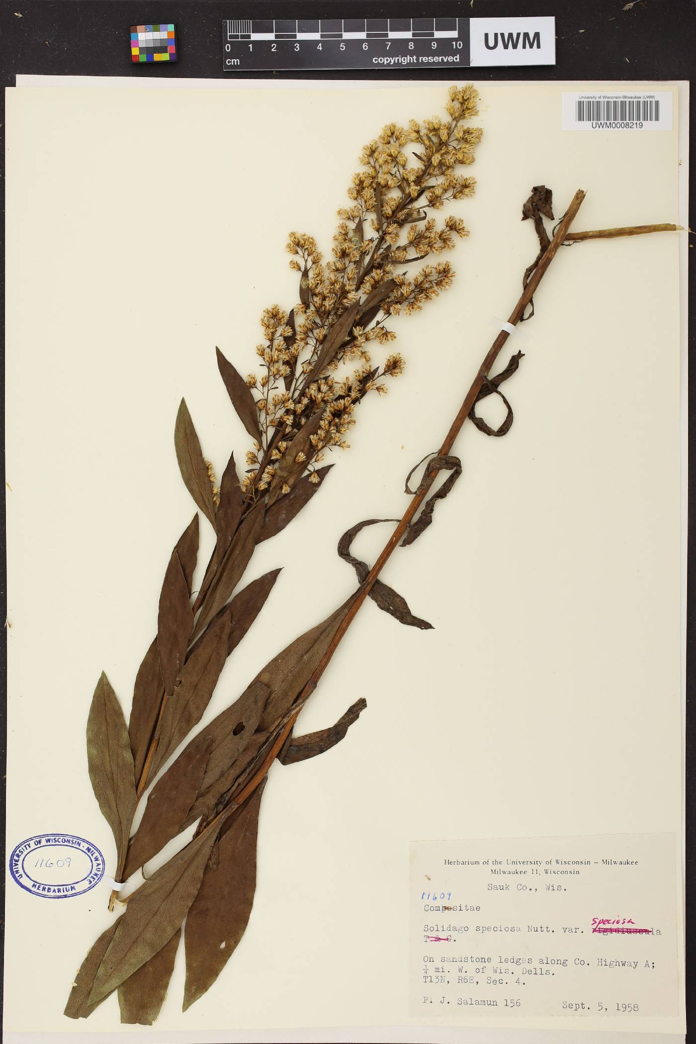 Solidago speciosa image