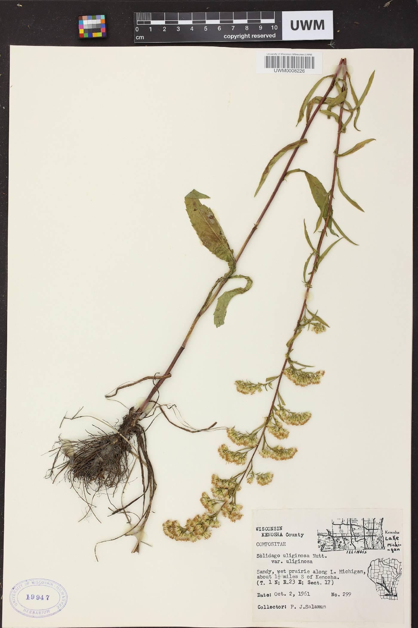 Solidago uliginosa image