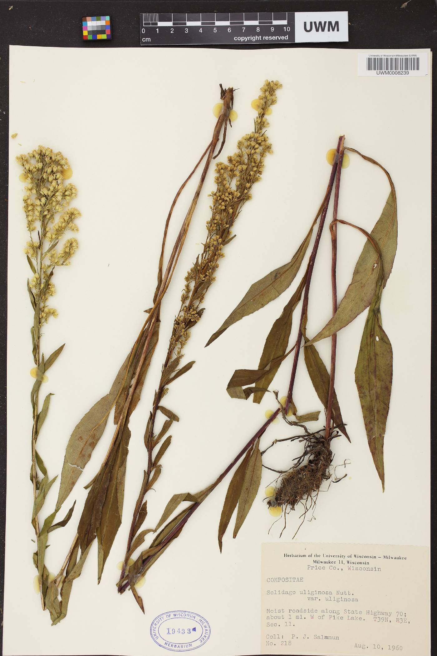 Solidago uliginosa image