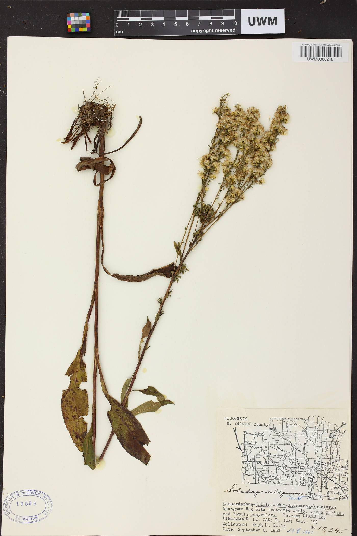 Solidago uliginosa image